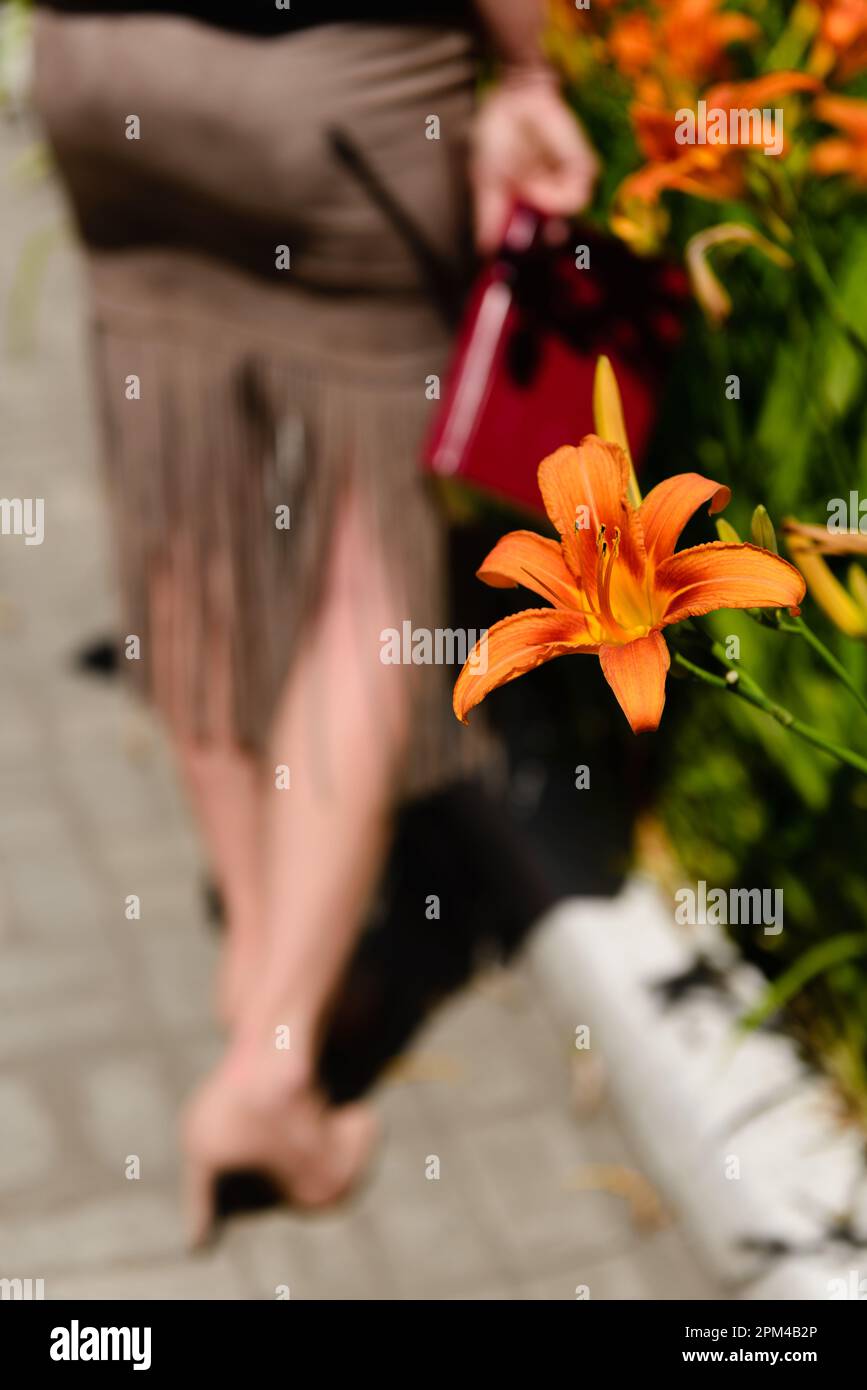 Unscharfer tiefer Teil einer Frau in Rock und Stilettos mit einem Buch in der Hand, das neben einem Blumenbeet steht, mit orangefarbenen Tageslilien, selektiver Fokus. Stockfoto