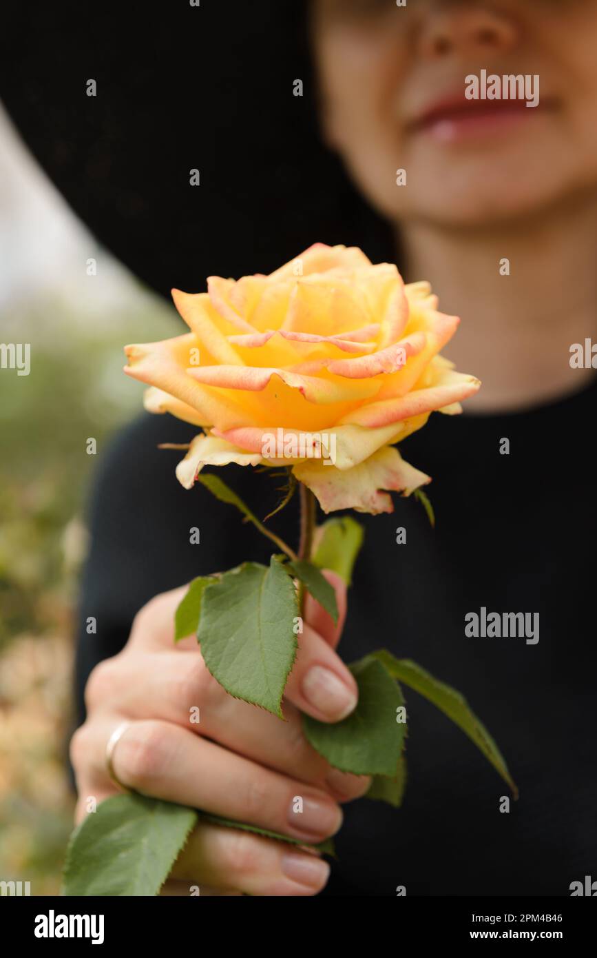 Gelbe Rose in der Hand einer leicht lächelnden verheirateten Frau mit Hut, selektiver Fokus. Stockfoto