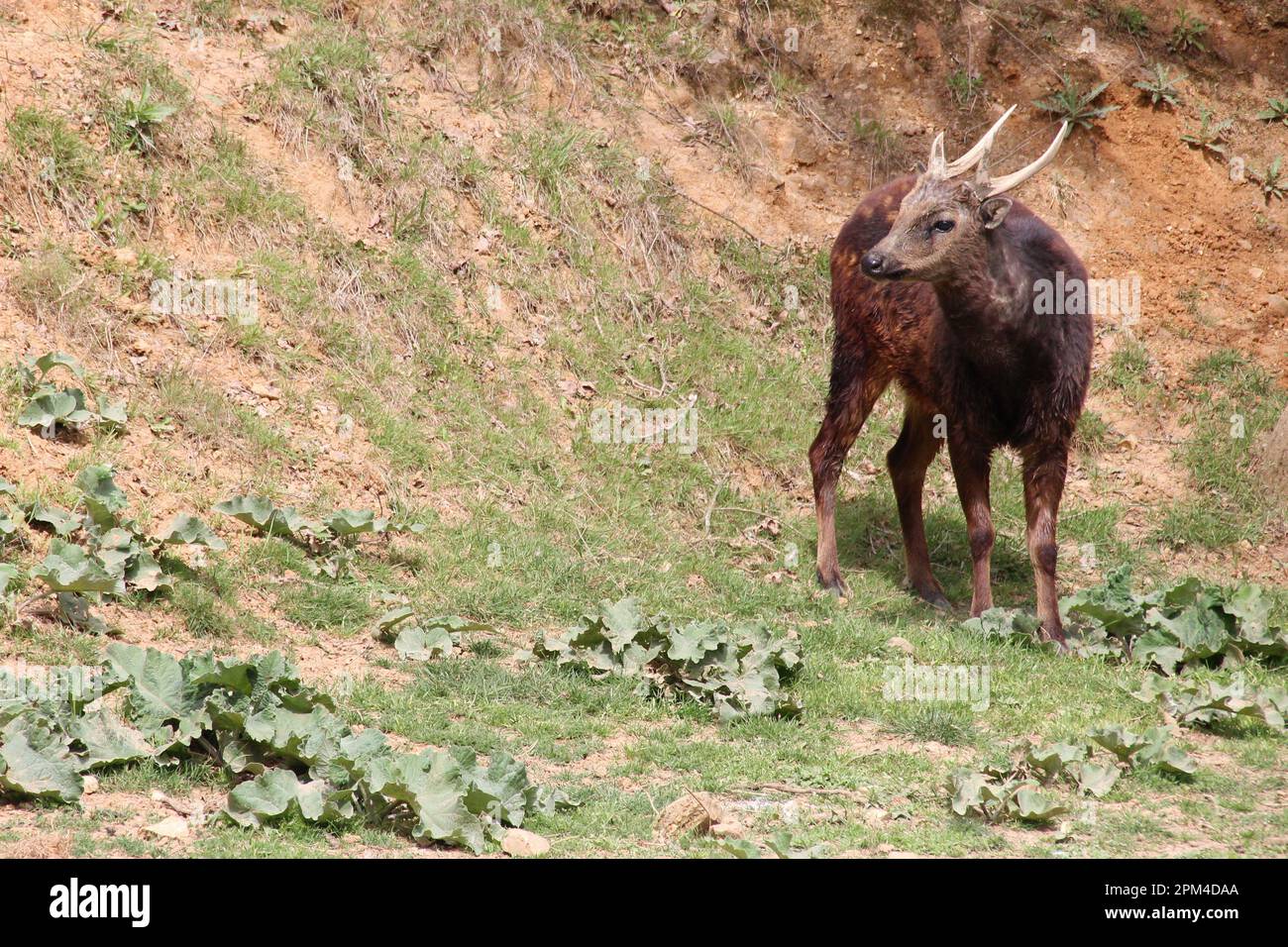 Visayan entdeckte Hirsche in einem Zoo in frankreich Stockfoto