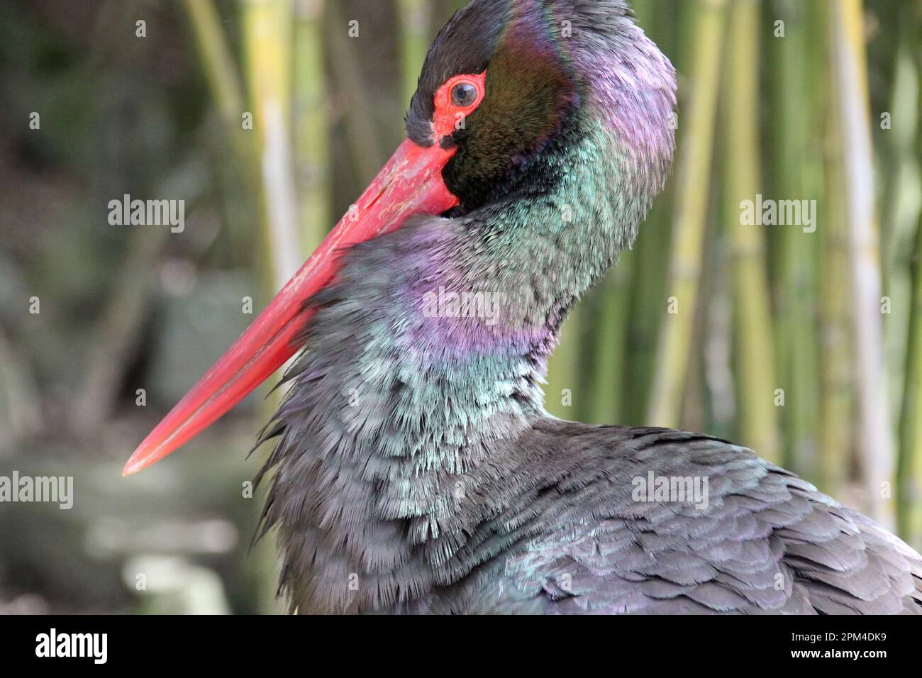 Eine Art Storch in einem Zoo in frankreich Stockfoto