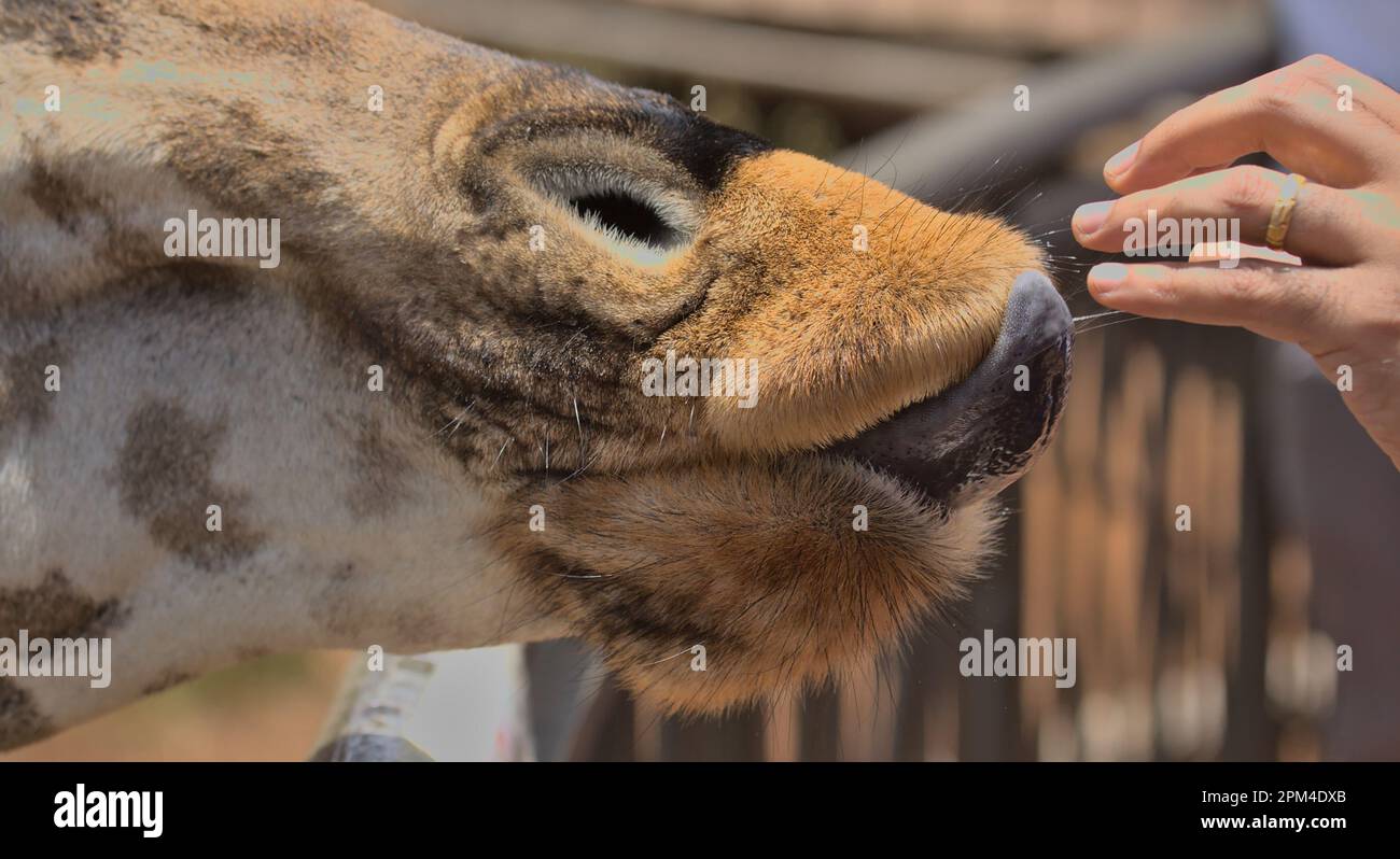 Nahaufnahme der Handfütterung einer rothschild-Giraffe im Giraffenzentrum in nairobi, kenia Stockfoto
