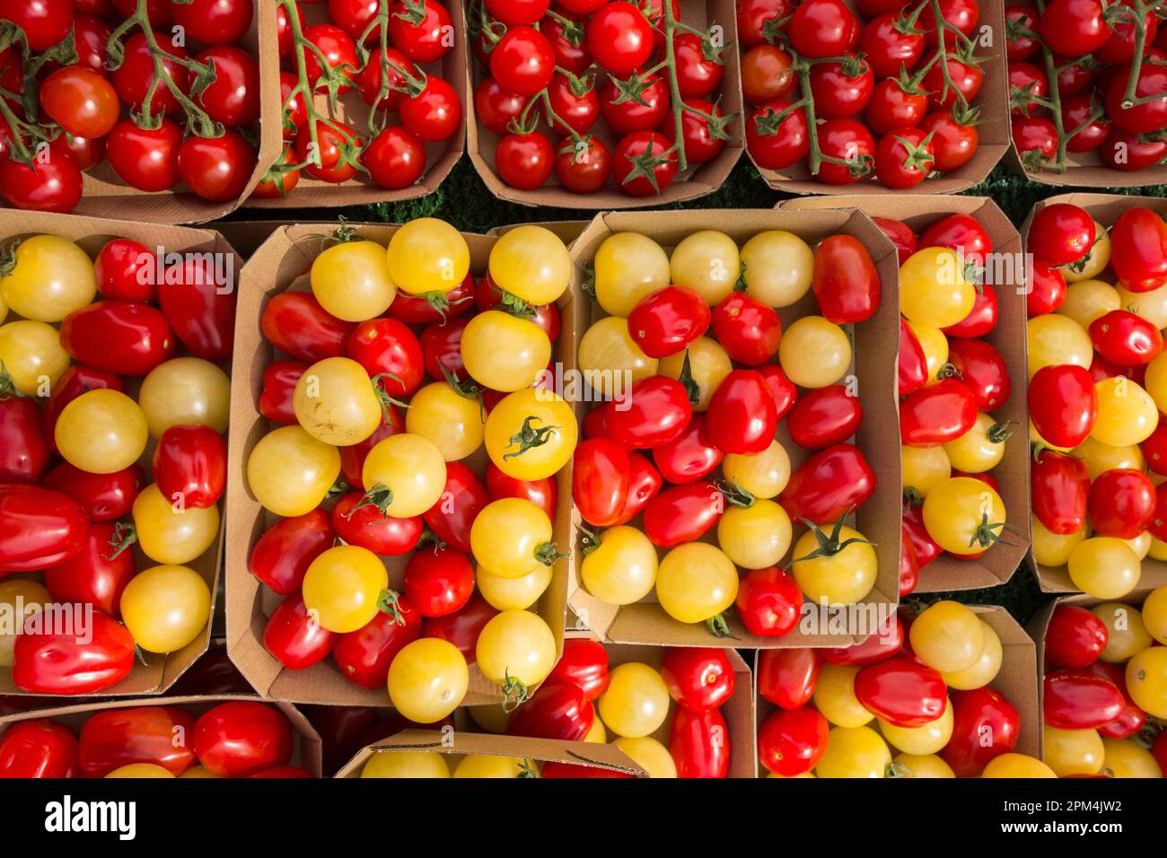Frische, fröhliche Tomaten auf der Rebe Stockfoto