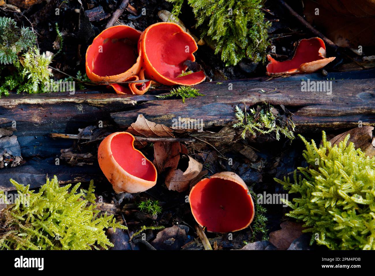 Sarcoscypha austriaca, österreichischer Becher, Pilze, Tschechische Republik Stockfoto