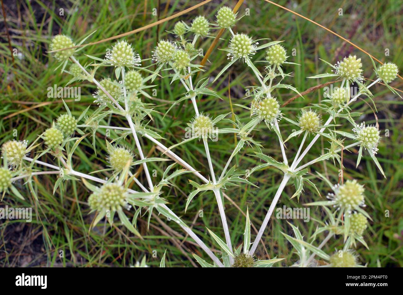 In der Wildnis wächst eine Distel Eryngium Campestre Stockfoto