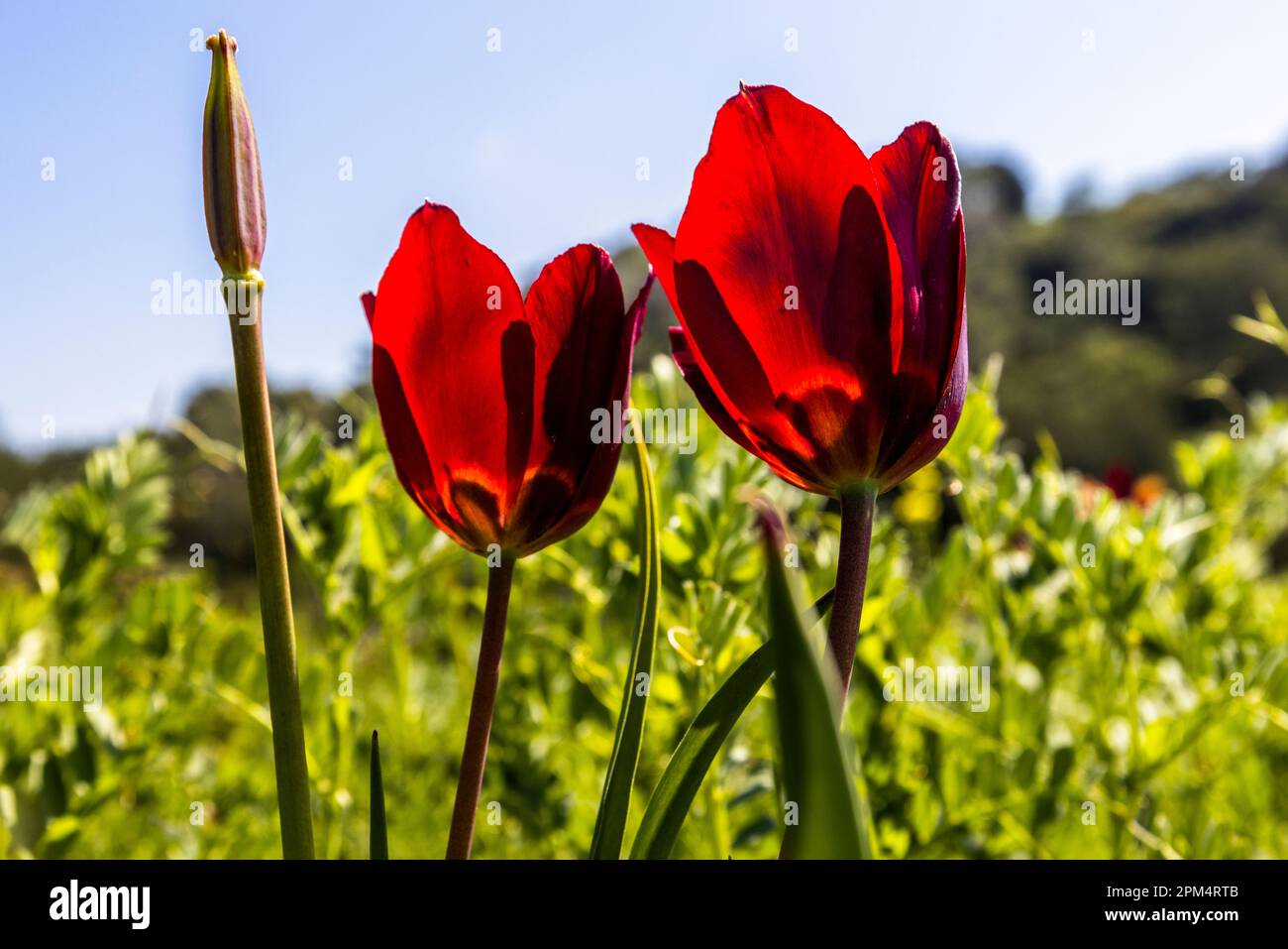Mehrere dunkelrote Tulipa cypria blühen hier zwischen Wildkräutern nahe Diorios, Türkische Republik Zypern (TRNC). Die endemische Wildtulpe blüht nur im März und April und ist in Zypern streng geschützt. Stockfoto