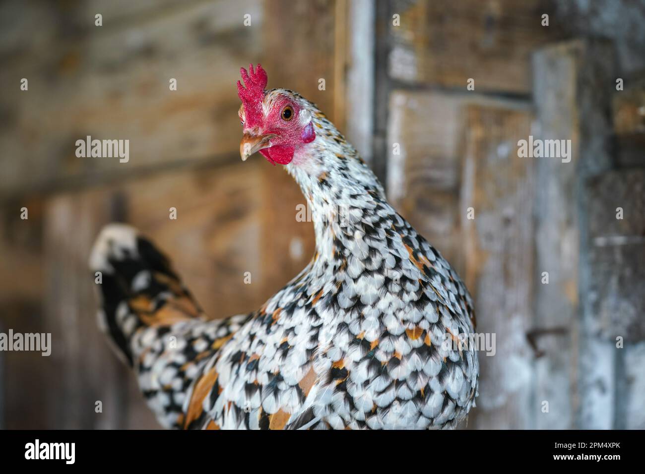 Kleine gepunktete hähnchen-Henne mit leuchtend rotem Kamm und Nahaufnahme Stockfoto
