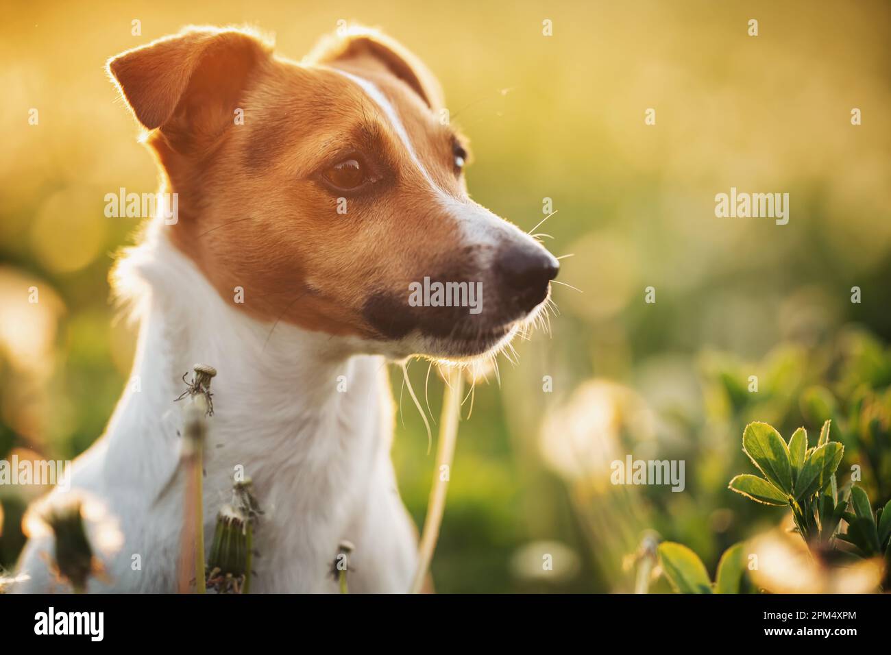 Kleiner Jack Russell Terrier, der auf niedrigem Herbstgras sitzt, zur Seite blickt, schöner, verschwommener Hintergrund. Nahaufnahme auf ihren Kopf Stockfoto