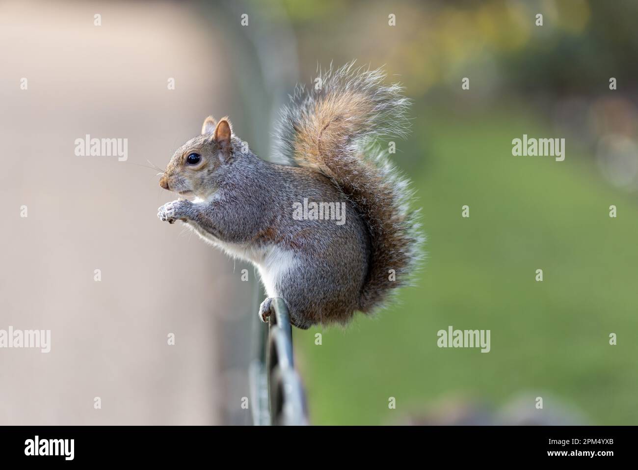 Das Eastern Gray Eichhörnchen (Sciurus carolinensis) genießt einen Snack. Stockfoto