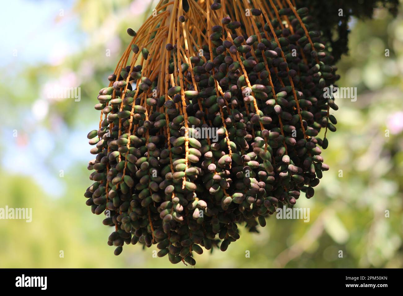 Dattelbaum im Haus gardan Stockfoto