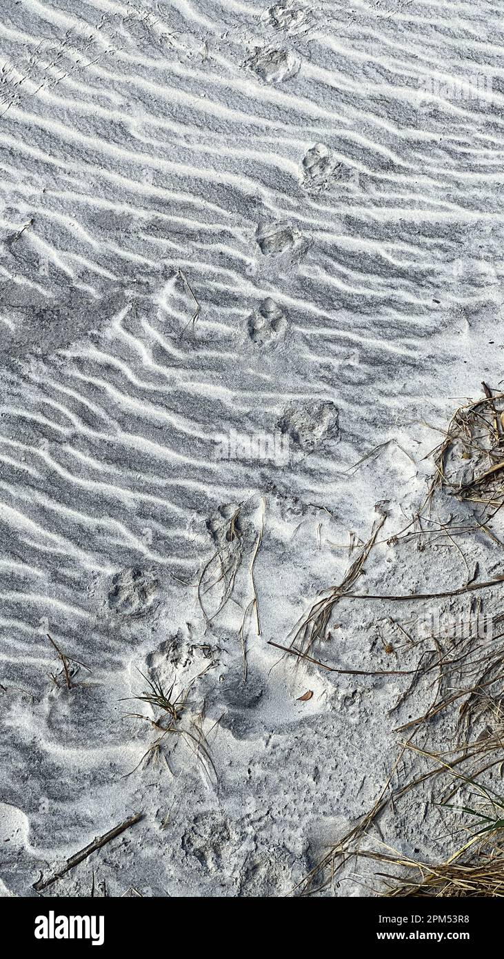 Tierpfotenabdrücke, die im Sand an einem Strand in Florida ein Muster bilden. Stockfoto