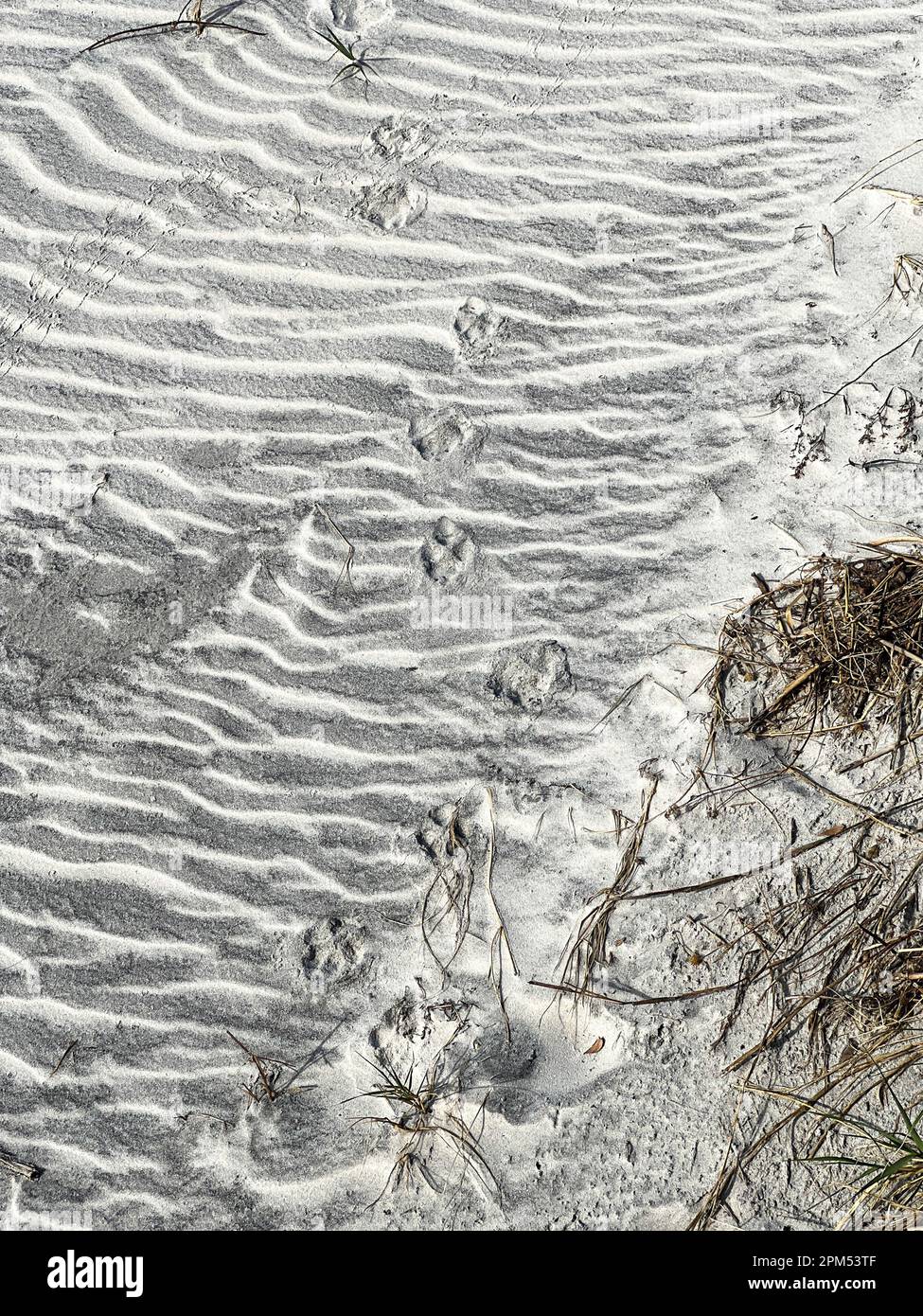 Tierpfotenabdrücke, die im Sand an einem Strand in Florida ein Muster bilden. Stockfoto