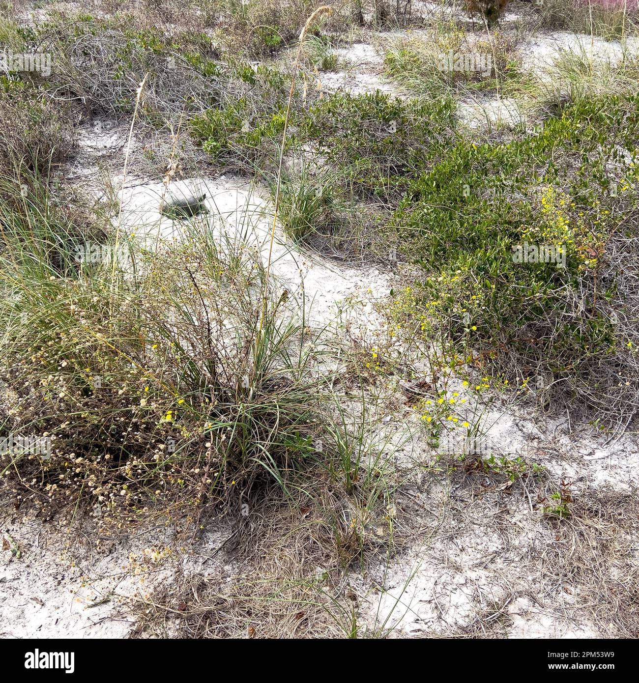 Eine Erdschildkröte an einem Strand in einem Florida State Park. Stockfoto