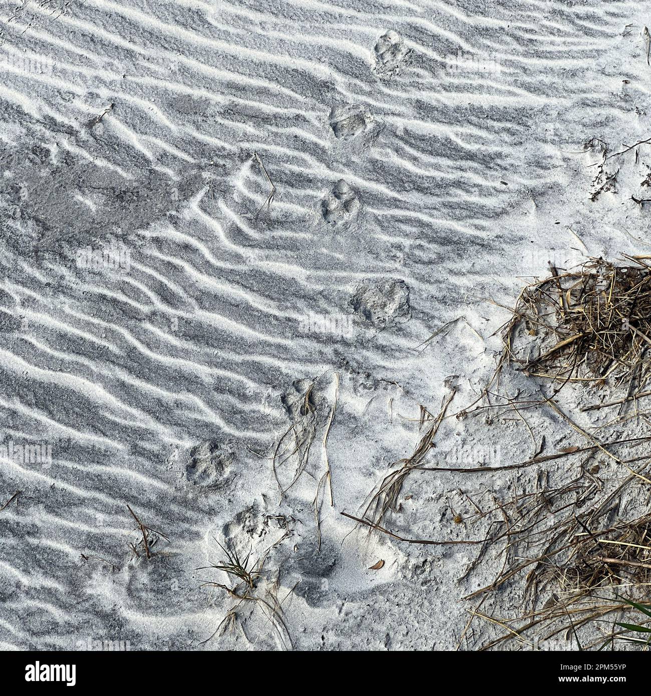 Tierpfotenabdrücke, die im Sand an einem Strand in Florida ein Muster bilden. Stockfoto