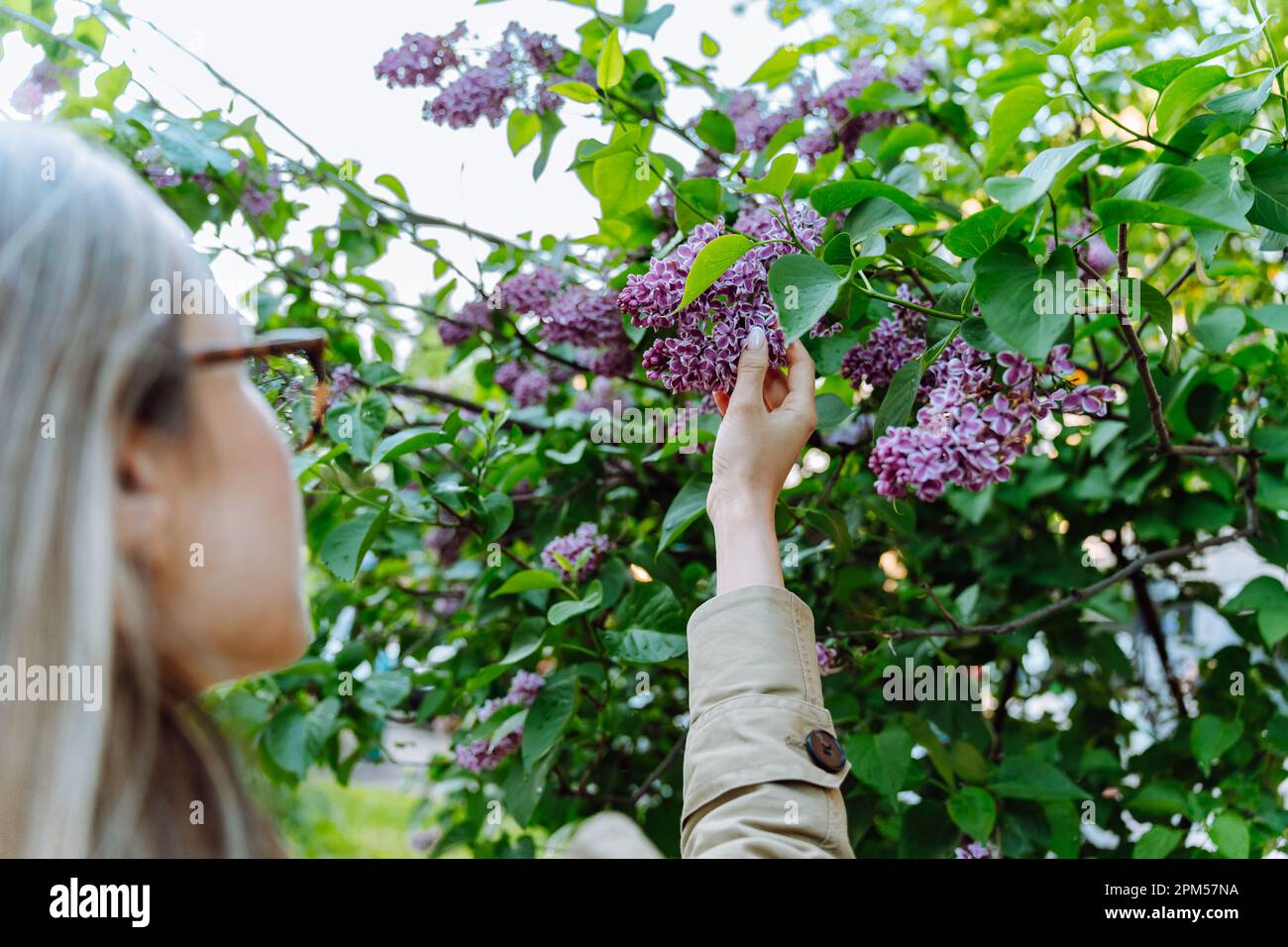 Eine Frau in der Nähe eines Fliederbusches hält einen blühenden Haufen Stockfoto