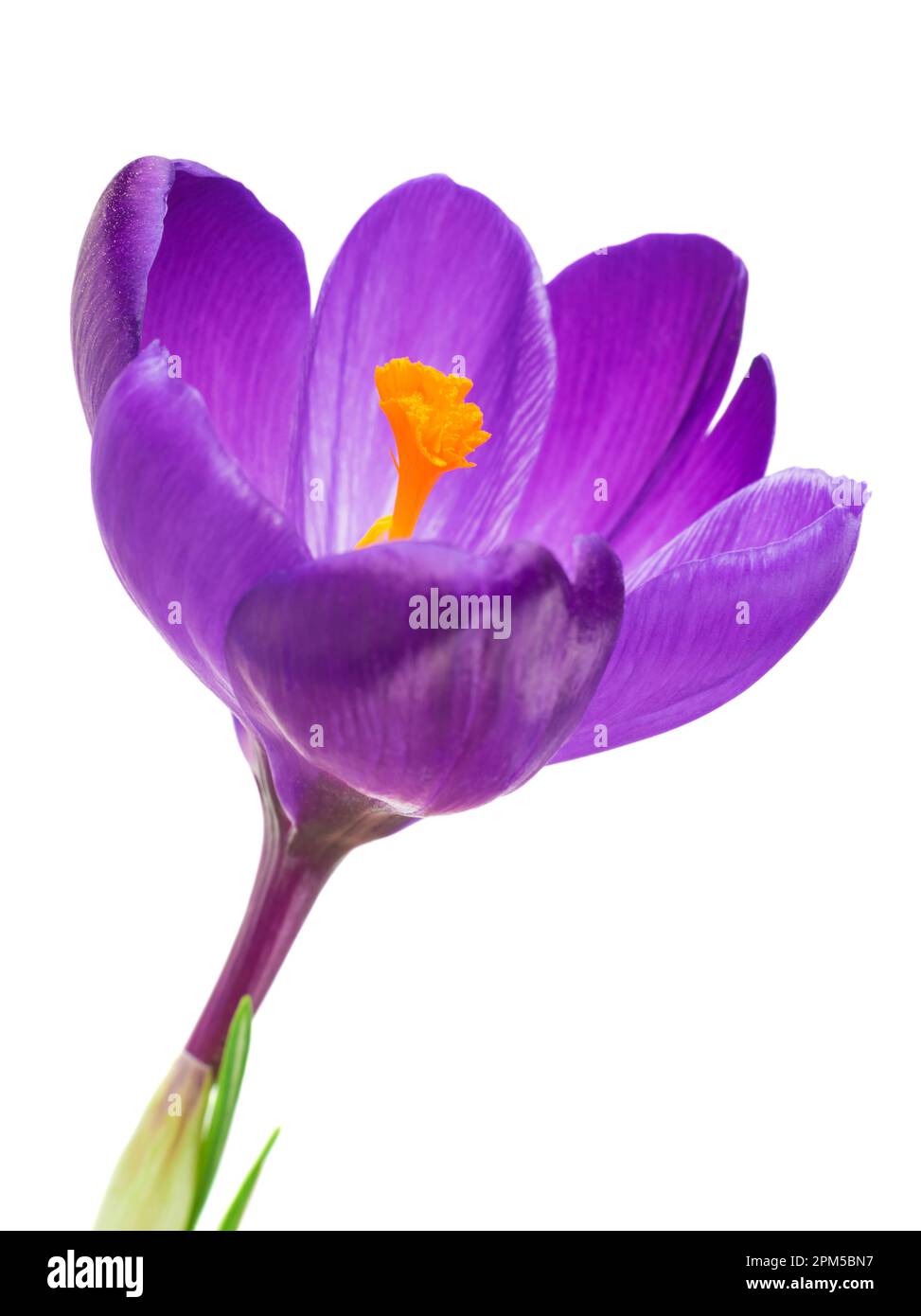 In der Nähe von Saffron Blumen auf weißem Hintergrund Stockfoto