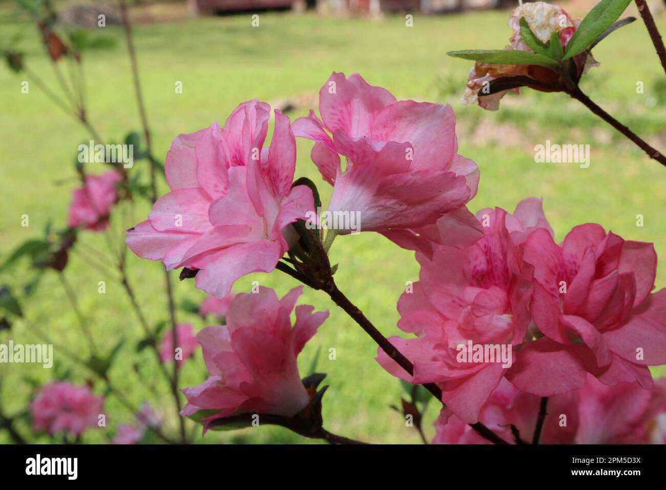 Die Schönheit Der Blumen Stockfoto