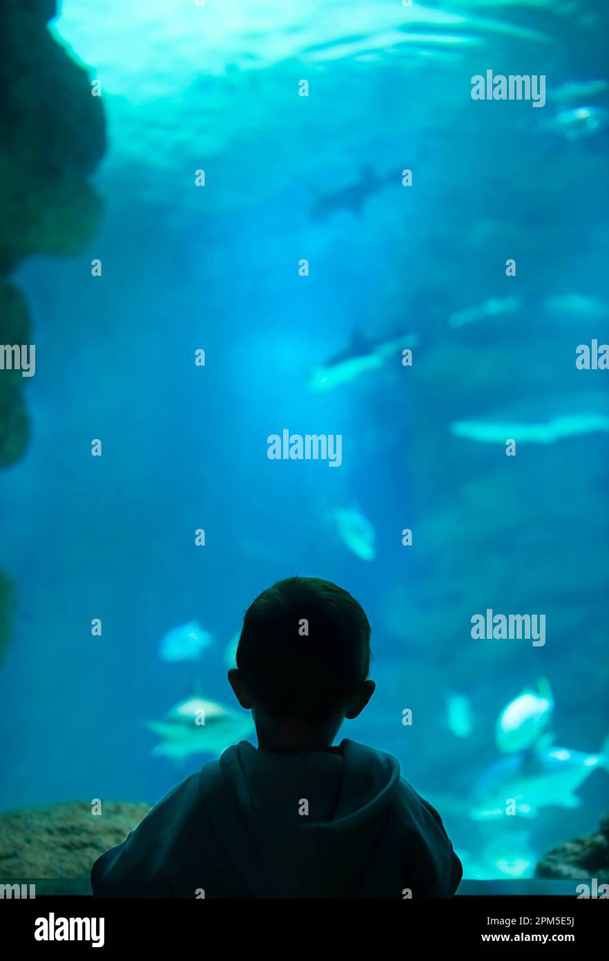 Der Junge beobachtet die Fische im Aquarium. Stockfoto