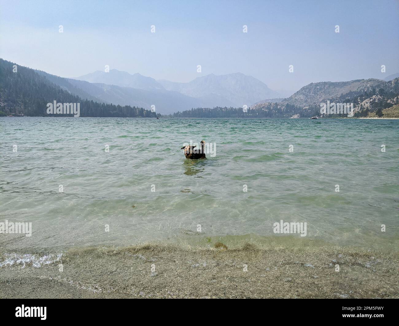 Hunde schwimmen im June Lake, Kalifornien Stockfoto