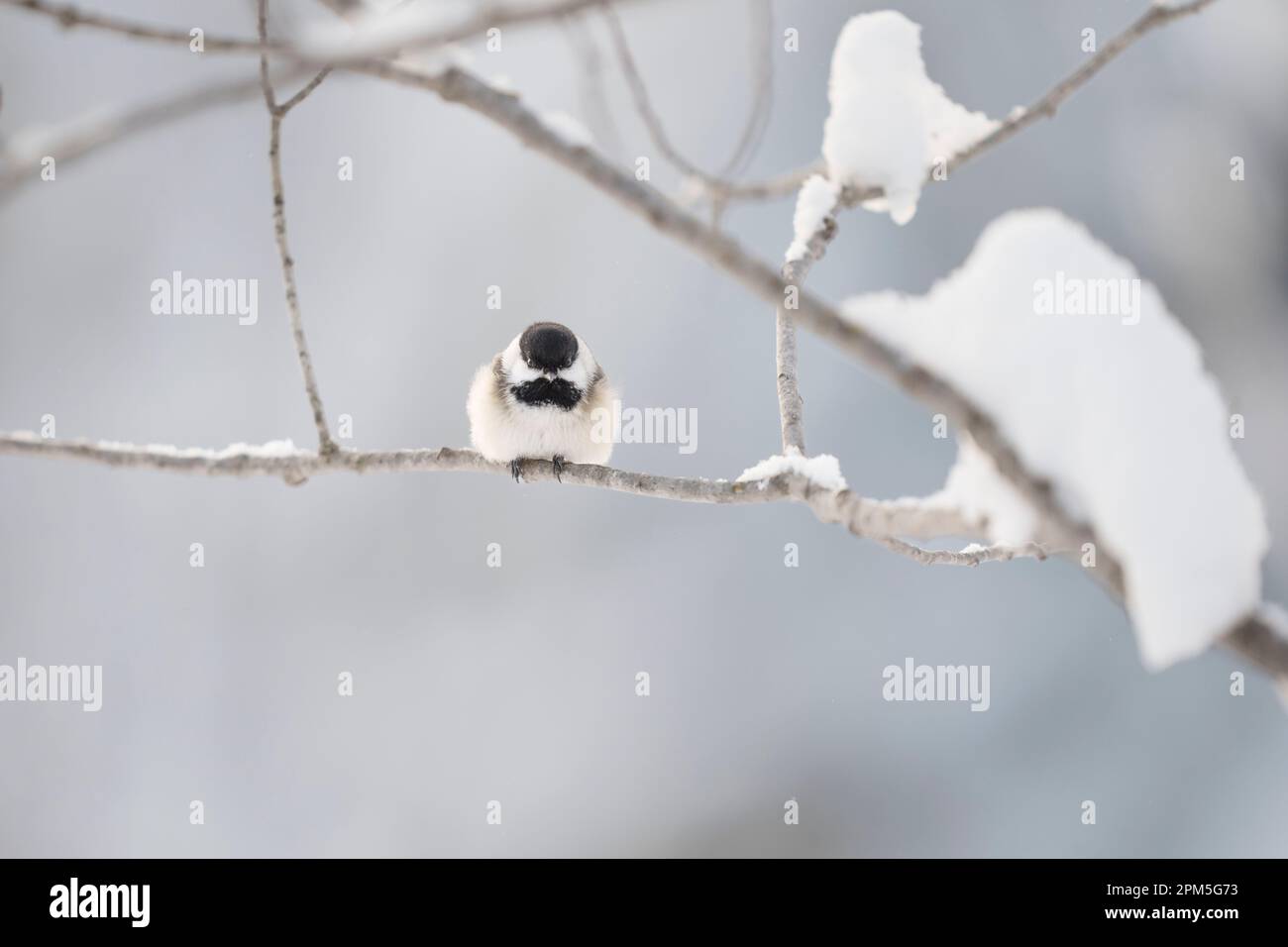 Im Winter sitzt eine Hühnerschnecke mit schwarzem Kappen auf einem verschneiten Ast Stockfoto