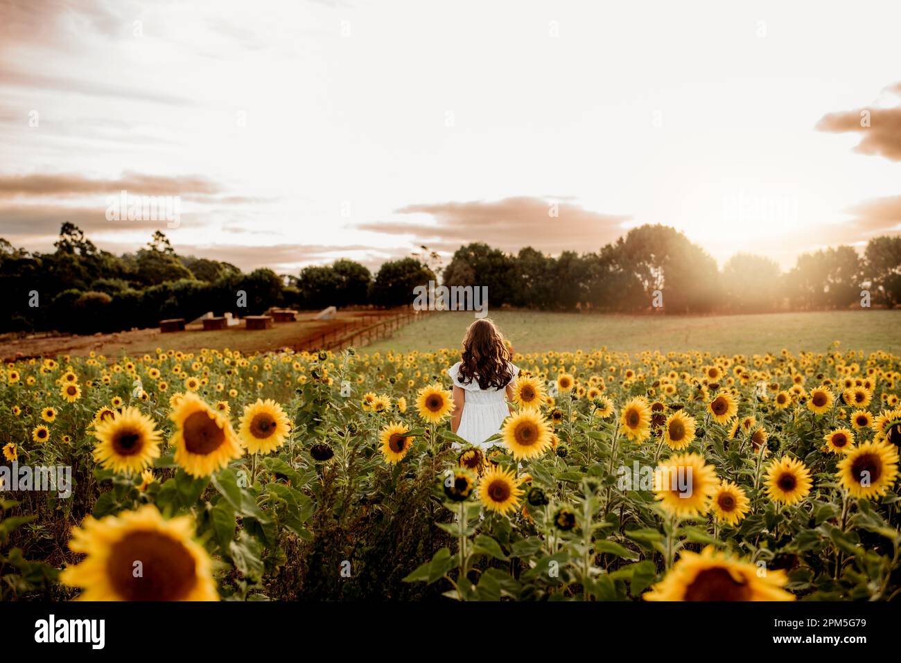 Ein junges Mädchen auf einem Feld voller Sonnenblumen, das den Sonnenuntergang beobachtet Stockfoto