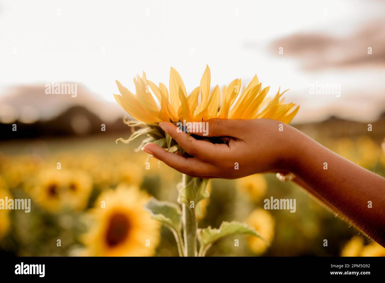 Junge Mädchen halten bei Sonnenuntergang eine Sonnenblume in der Hand Stockfoto