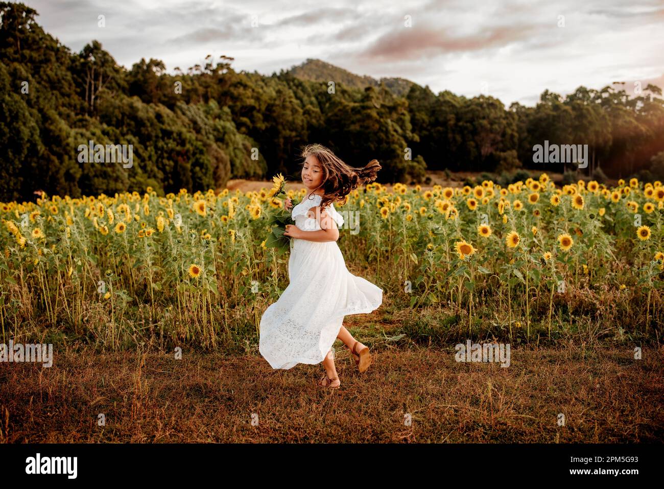 Ein junges Mädchen in fließendem weißen Kleid, das auf dem Feld der Sonnenblumen tanzt Stockfoto