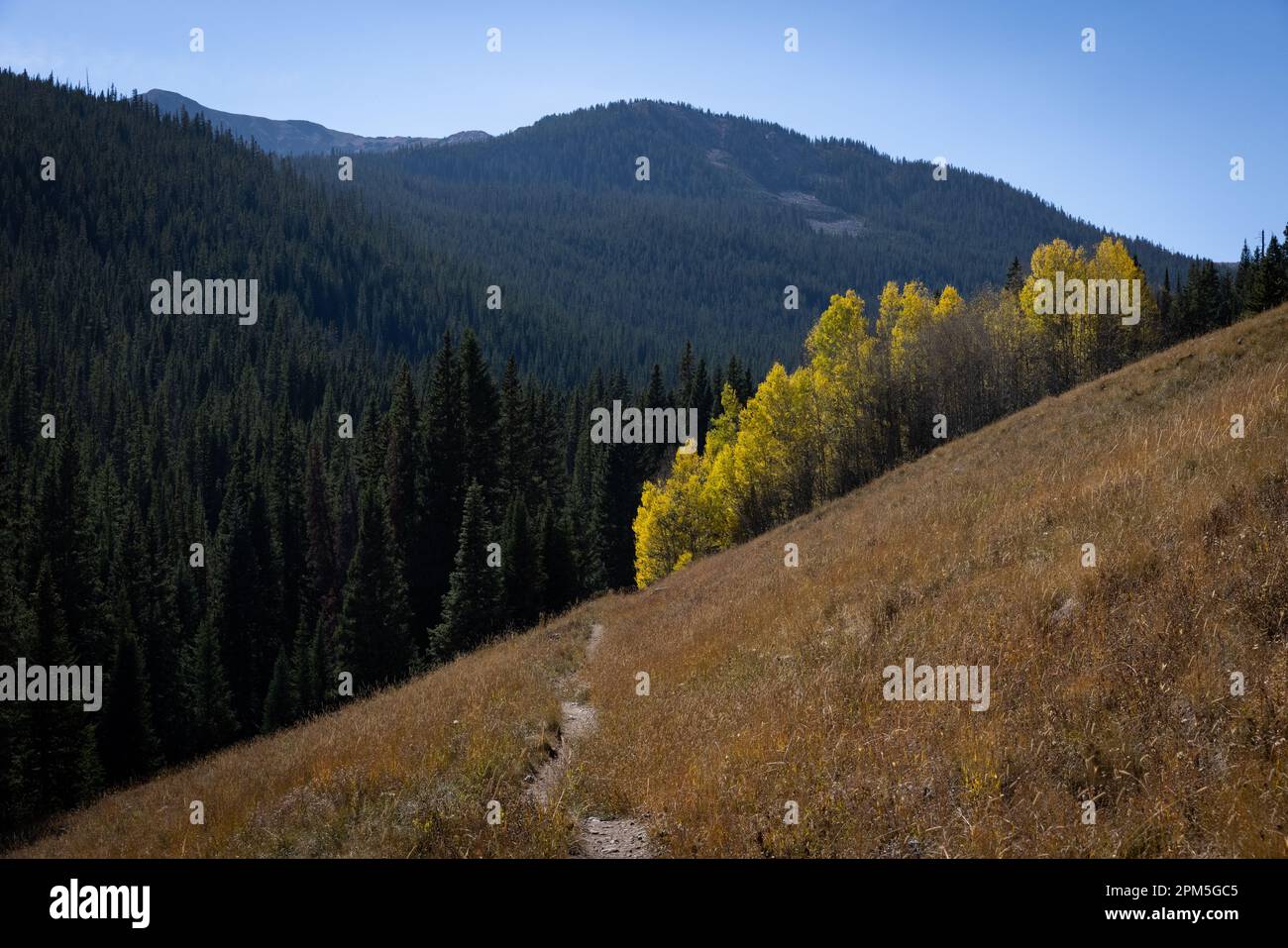 Ein Aspenhain im Herbst auf einer Wanderung in Frisco, Colorado Stockfoto