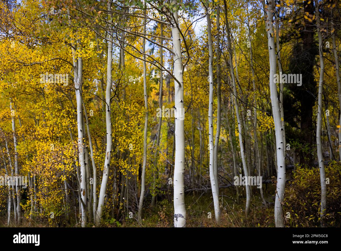 Aspen Grove im Herbst in Breckenridge, Colorado Stockfoto
