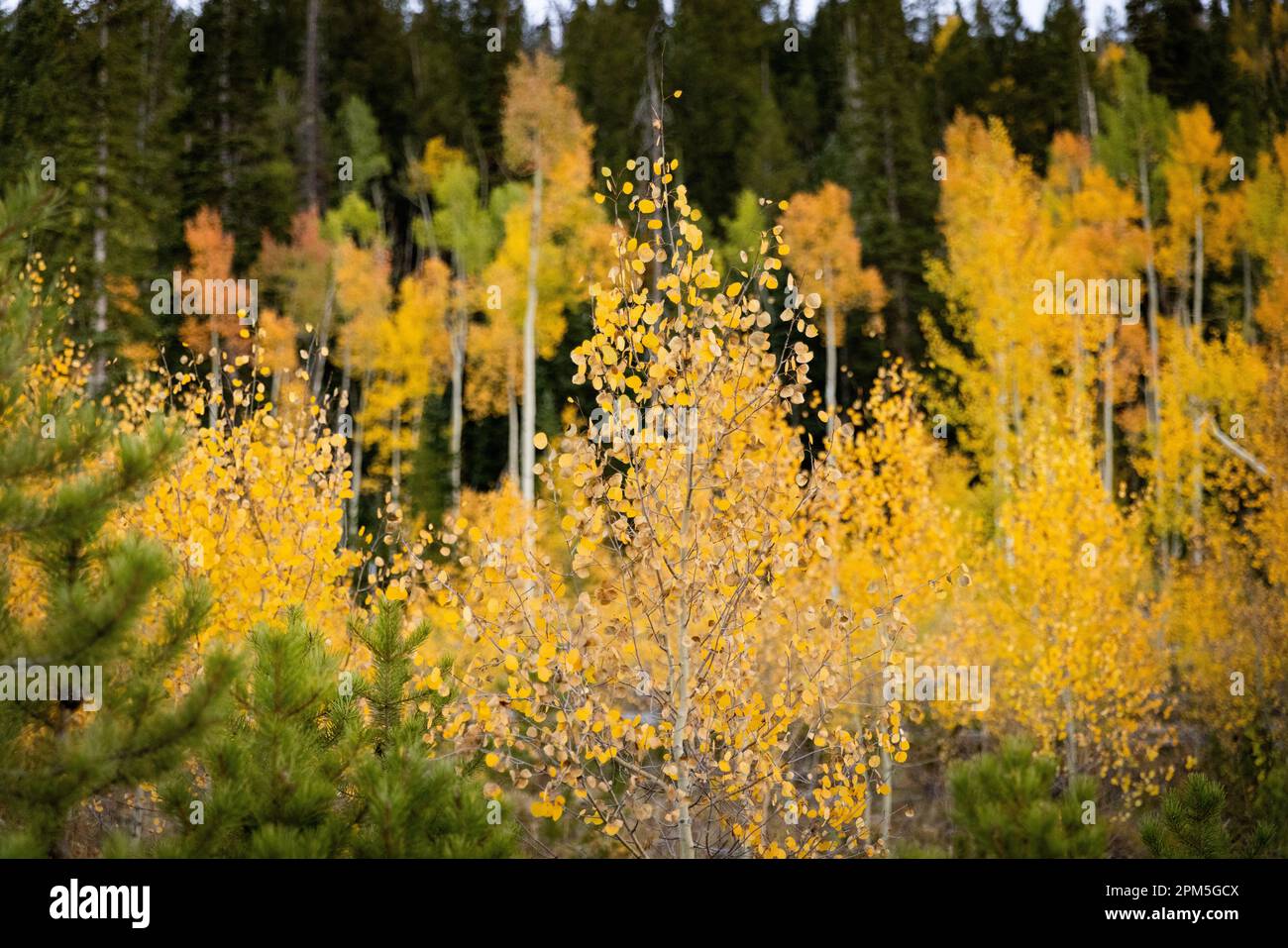 Aspen Grove im Herbst Stockfoto