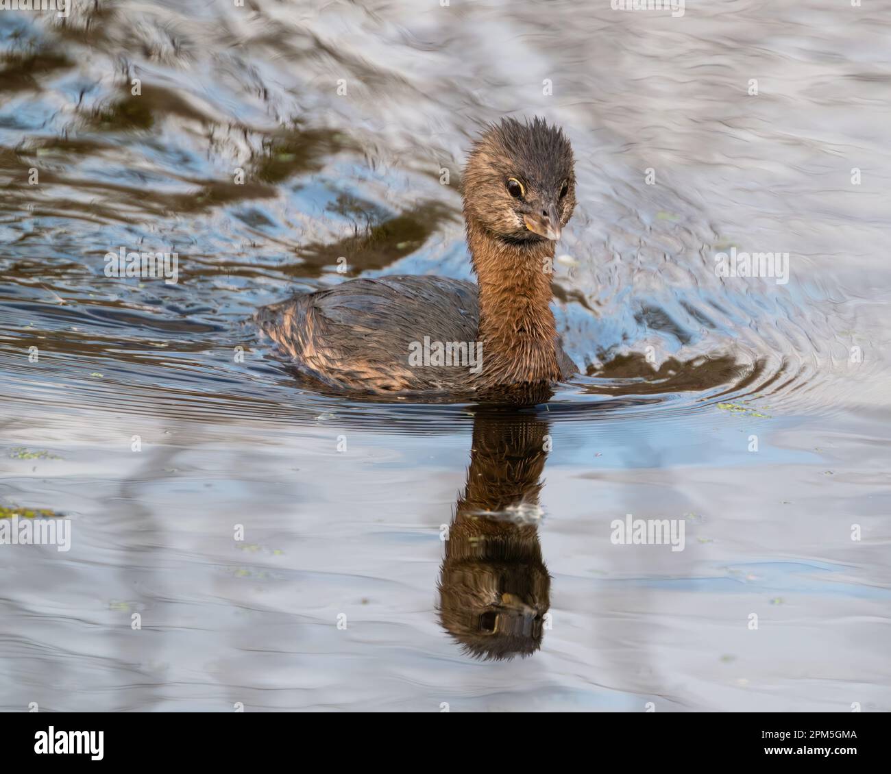 Ein Rattenschnabel, der durch den Apopka-See schwimmt Stockfoto