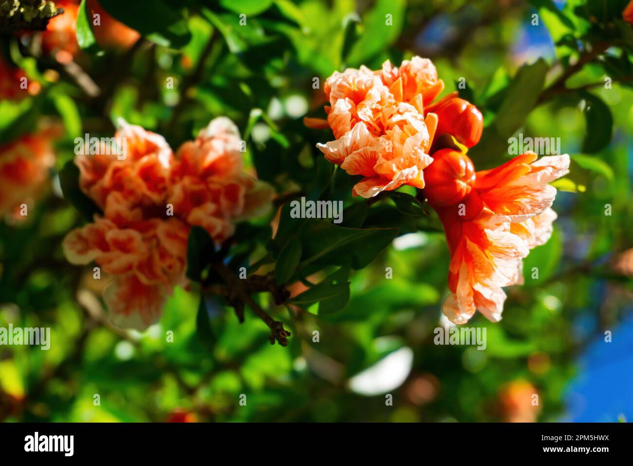Zweige eines blühenden Granatapfel mit weiß-orangefarbenen Blüten Stockfoto
