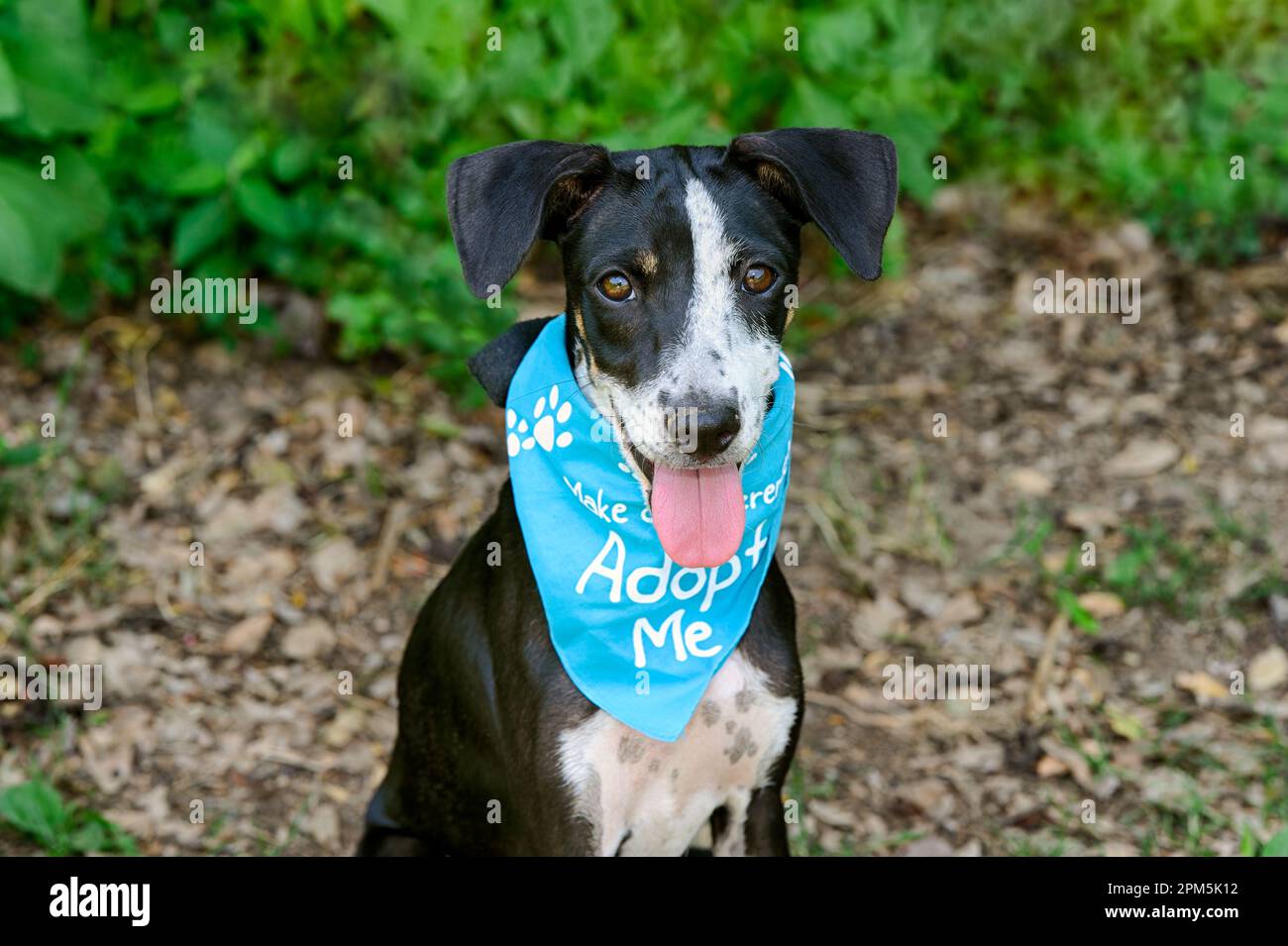 Ein Adoptionshund trägt eine Adoptivmutter Bandana, die in die Kamera schaut Stockfoto