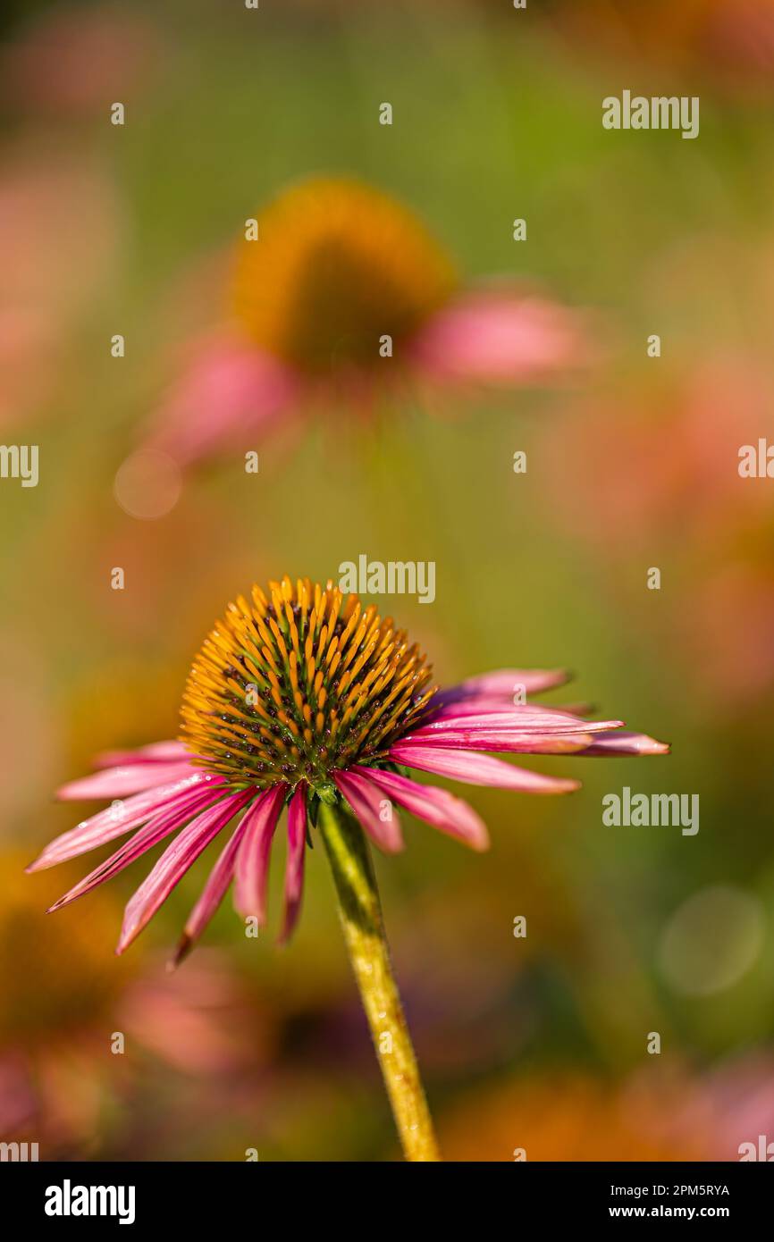Nahaufnahme von blühenden Coneflowers (Echinacea) mit teilweise verwelkten rosa Blütenblättern vor einem unscharfen Hintergrund (selektiver Fokus vorne) Stockfoto