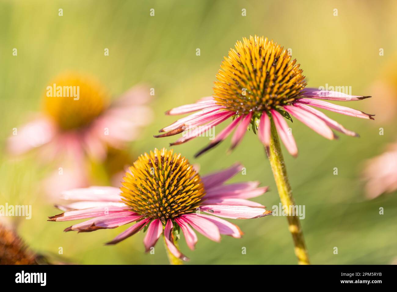 Nahaufnahme von blühenden Coneflowers (Echinacea) mit teilweise verwelkten rosa Blütenblättern vor einem unscharfen Hintergrund (selektiver Fokus vorne) Stockfoto