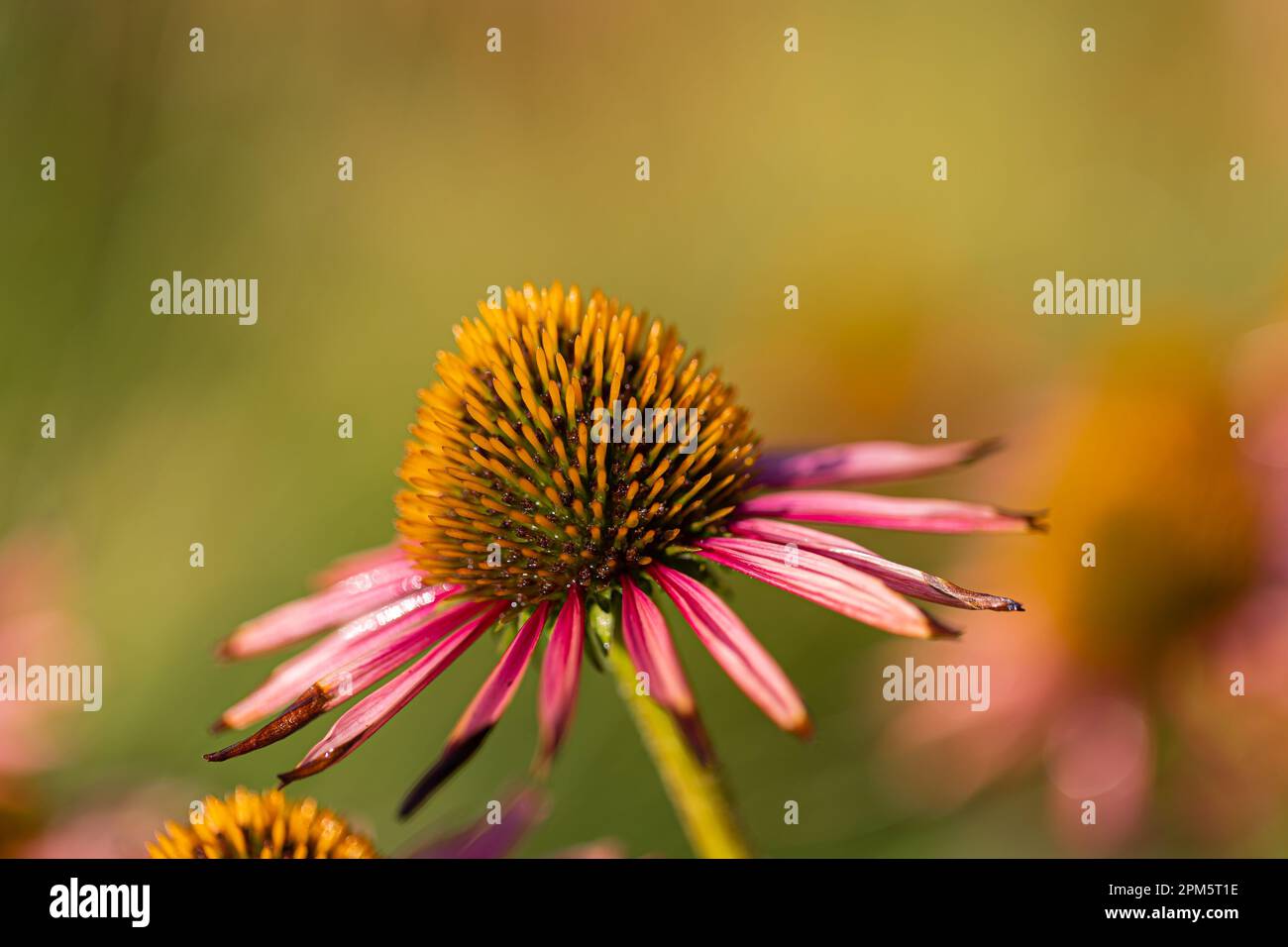 Nahaufnahme eines blühenden Nadelwinkels (Echinacea) mit teilweise verwelkten rosa Blütenblättern vor einem verschwommenen Hintergrund Stockfoto