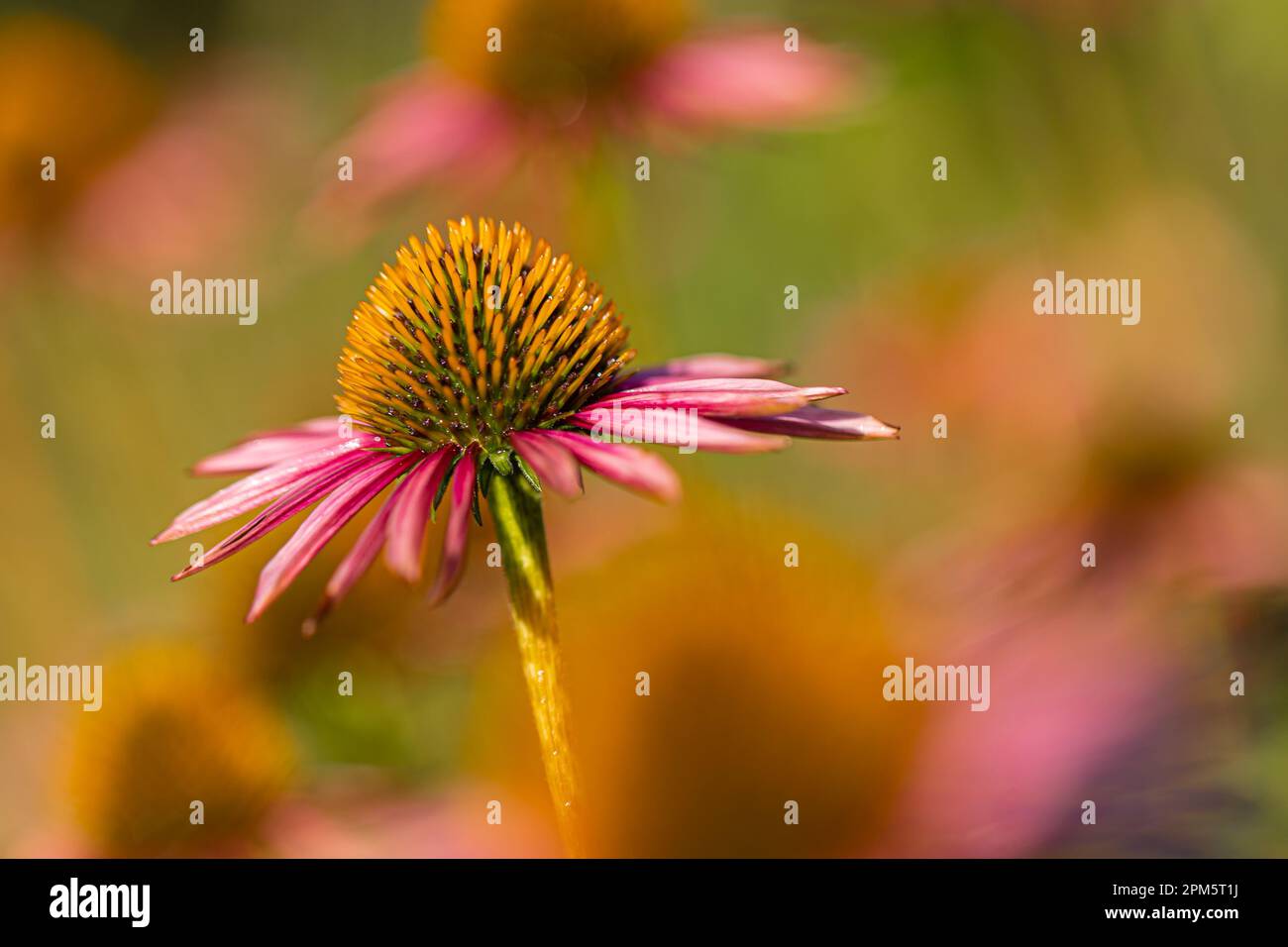 Nahaufnahme eines blühenden Nadelwinkels (Echinacea) mit teilweise verwelkten rosa Blütenblättern vor einem verschwommenen Hintergrund Stockfoto