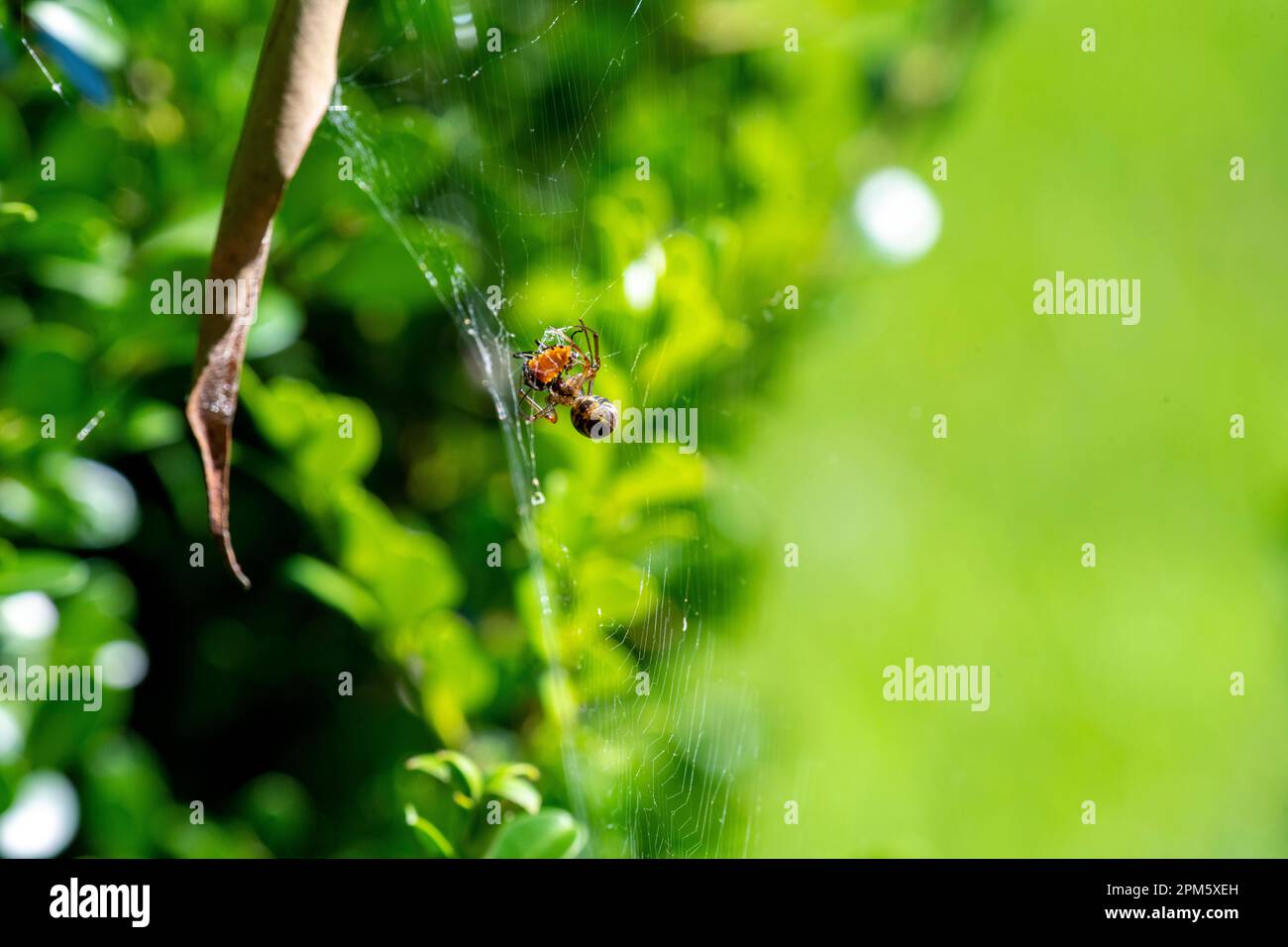 Die Leaf-Curling Spider (Phonognatha graeffei) fängt Beute im Netz in Sydney, New South Wales, Australien. (Foto: Tara Chand Malhotra) Stockfoto