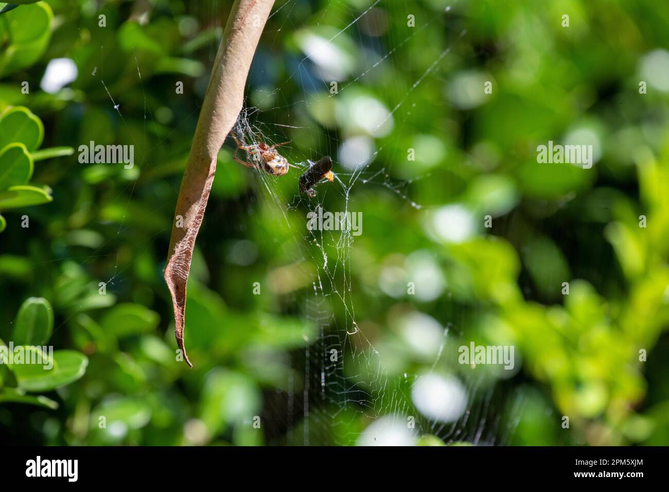 Die Leaf-Curling Spider (Phonognatha graeffei) fängt Beute im Netz in Sydney, New South Wales, Australien. (Foto: Tara Chand Malhotra) Stockfoto