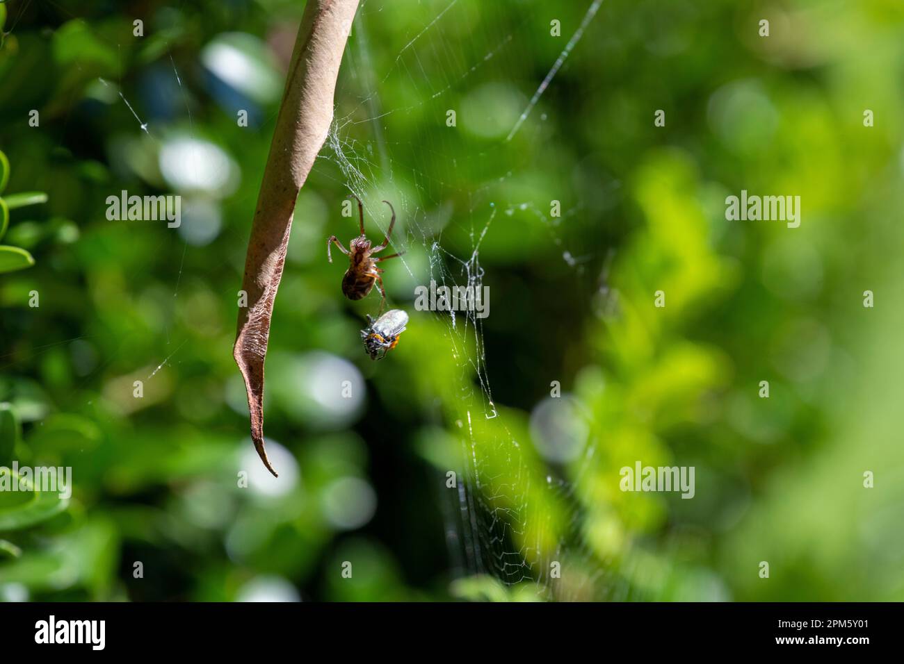 Die Leaf-Curling Spider (Phonognatha graeffei) fängt Beute im Netz in Sydney, New South Wales, Australien. (Foto: Tara Chand Malhotra) Stockfoto