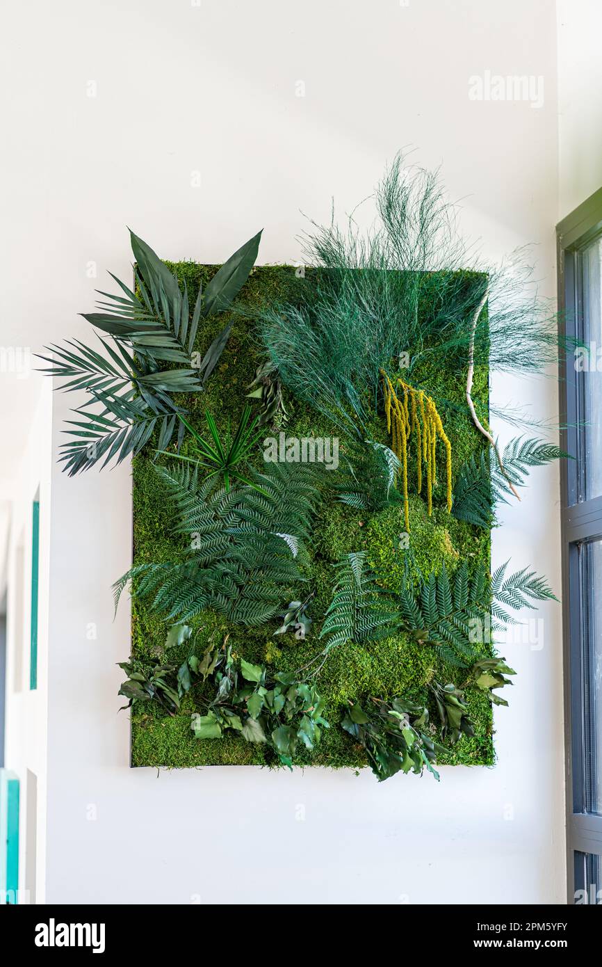 Umweltfreundliche Wanddekorationen auf Pflanzenbasis. Bausatz stabilisierte Pflanzenwand Dschungel mit flachem Moos und Laub. Pflanzen und Innenwände. Stockfoto