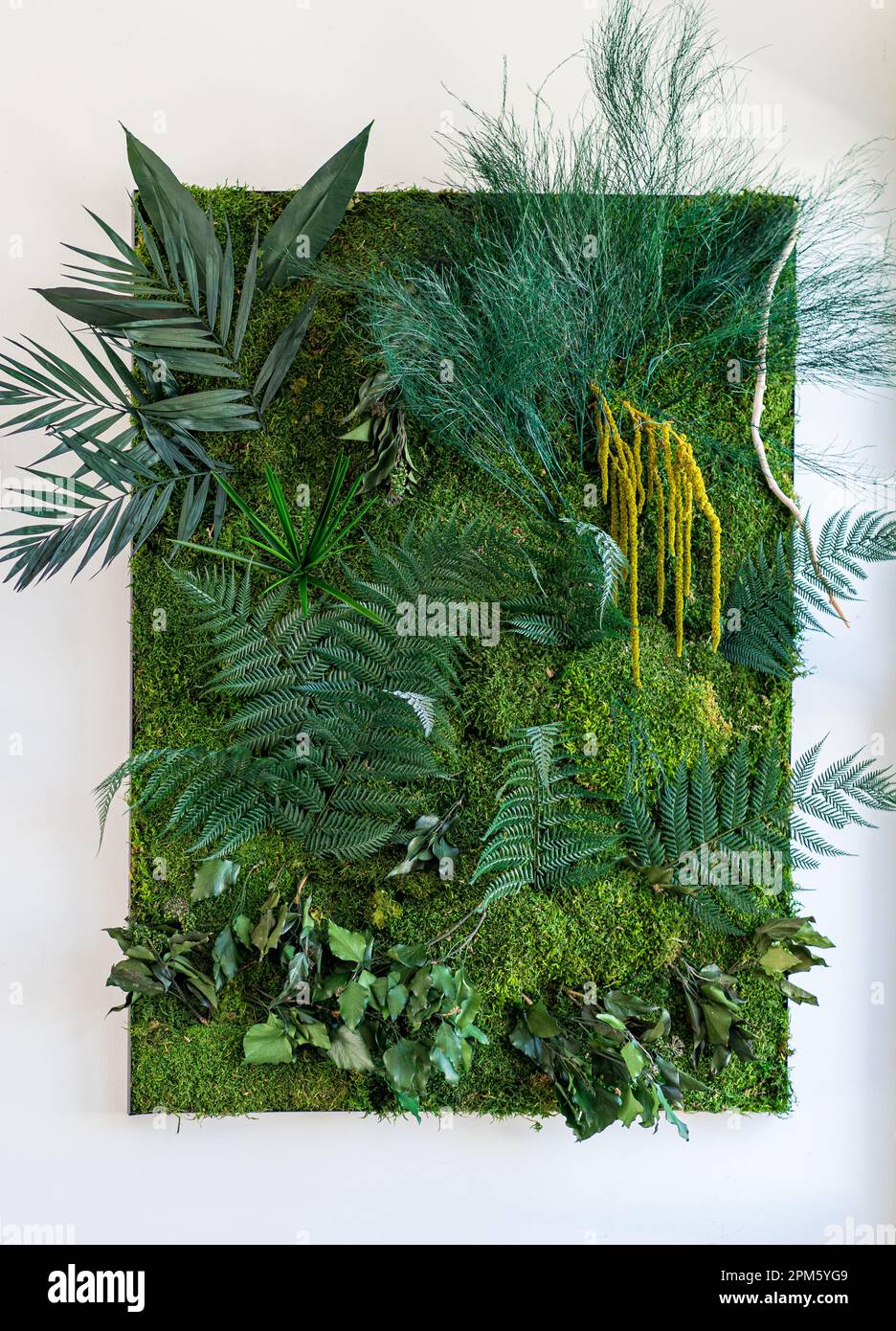 Umweltfreundliche Wanddekorationen auf Pflanzenbasis. Bausatz stabilisierte Pflanzenwand Dschungel mit flachem Moos und Laub. Pflanzen und Innenwände. Stockfoto