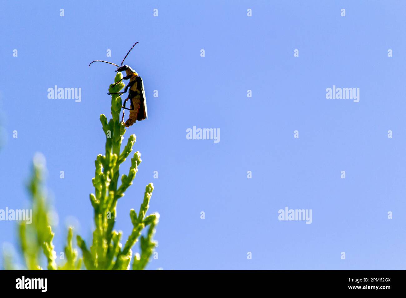 Pest Soldier Beetle (Chauliognathus lugubris) sitzt auf einer Pflanze in Sydney, New South Wales, Australien. Der Pestsoldat Käfer (Familie Cantharida Stockfoto