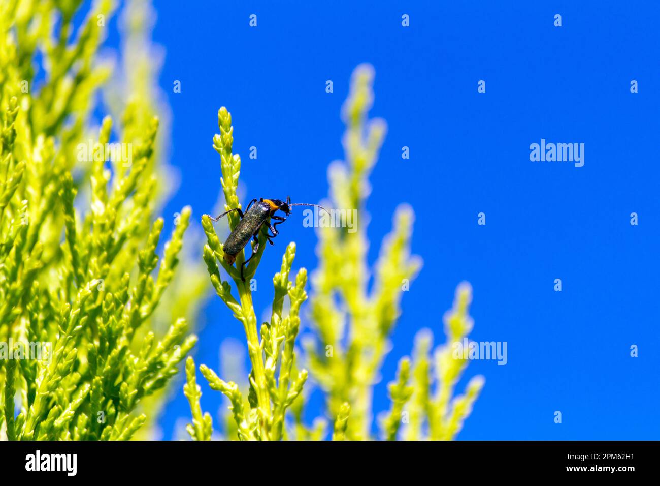 Pest Soldier Beetle (Chauliognathus lugubris) sitzt auf einer Pflanze in Sydney, New South Wales, Australien. Der Pestsoldat Käfer (Familie Cantharida Stockfoto