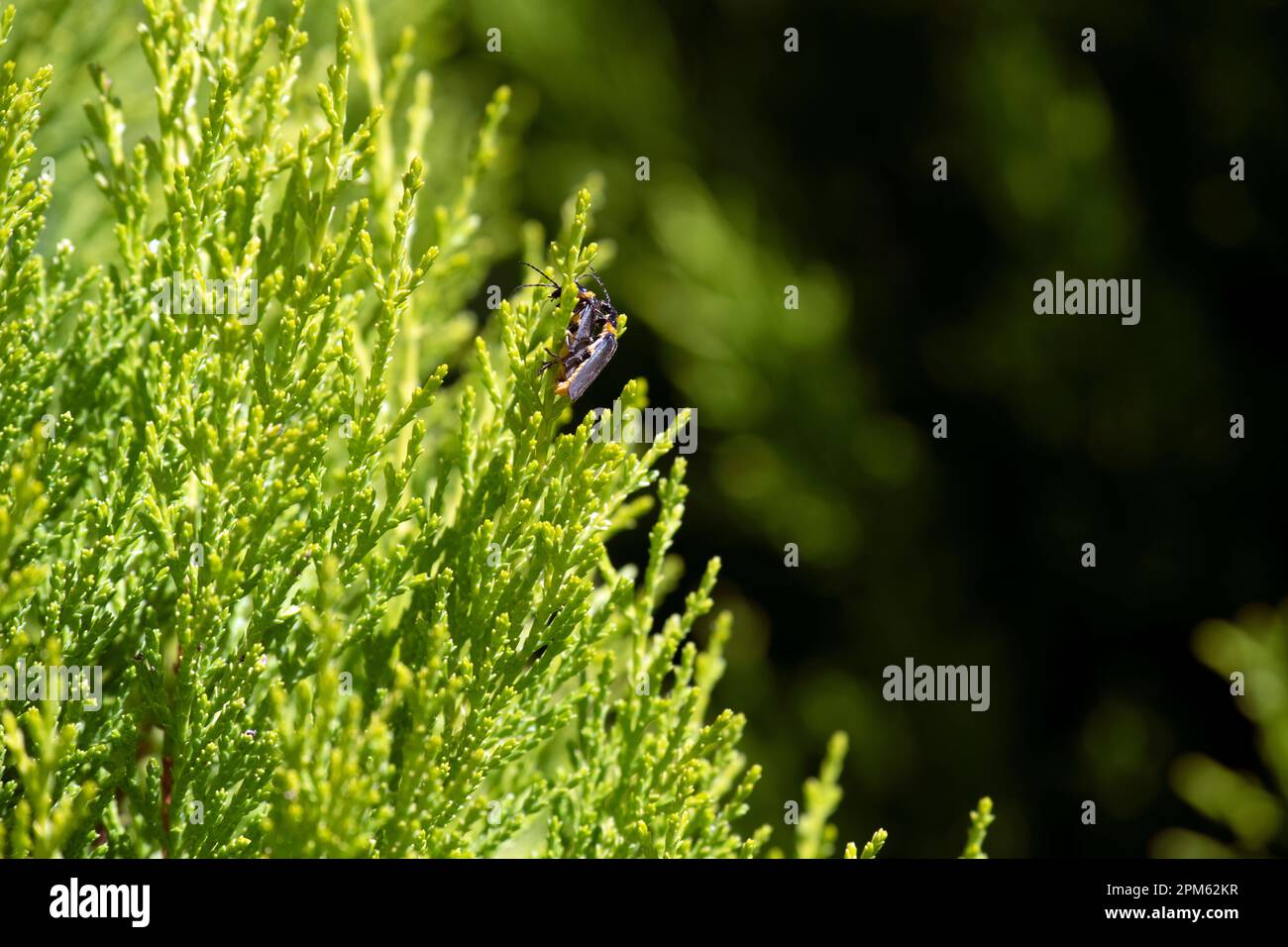 Ein Paar Soldierkäfer (Chauliognathus lugubris) paaren sich auf einer Pflanze in Sydney, New South Wales, Australien. Der Pestsoldat Käfer (Familie Stockfoto