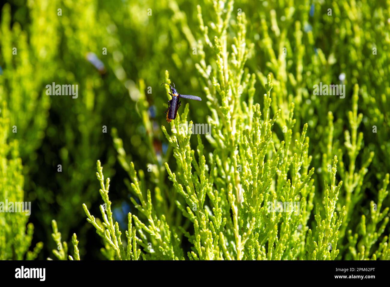 Pest Soldier Beetle (Chauliognathus lugubris) sitzt auf einer Pflanze in Sydney, New South Wales, Australien. Der Pestsoldat Käfer (Familie Cantharida Stockfoto