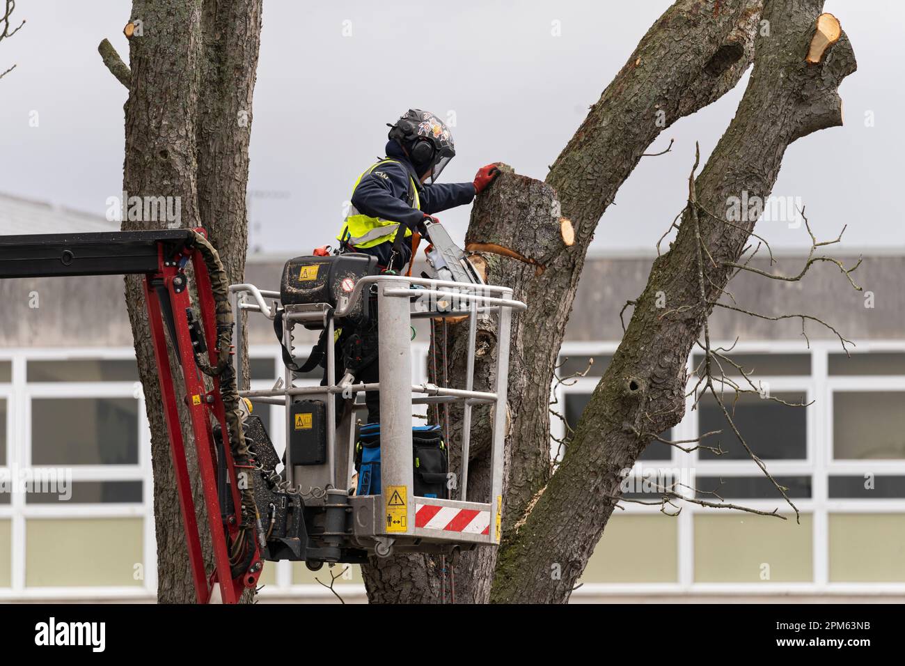 Ein Baumchirurg, der in einem mobilen Aufzug PSA trägt und mit einer Kettensäge einen toten, reifen Baum vom Parkplatz in Kier in Basingstoke, Großbritannien, entfernt Stockfoto Ein Baumchirurg, der in einem mobilen Aufzug PSA trägt und mit einer Kettensäge einen toten, reifen Baum vom Parkplatz in Kier in Basingstoke, Großbritannien, entfernt Stockfoto
