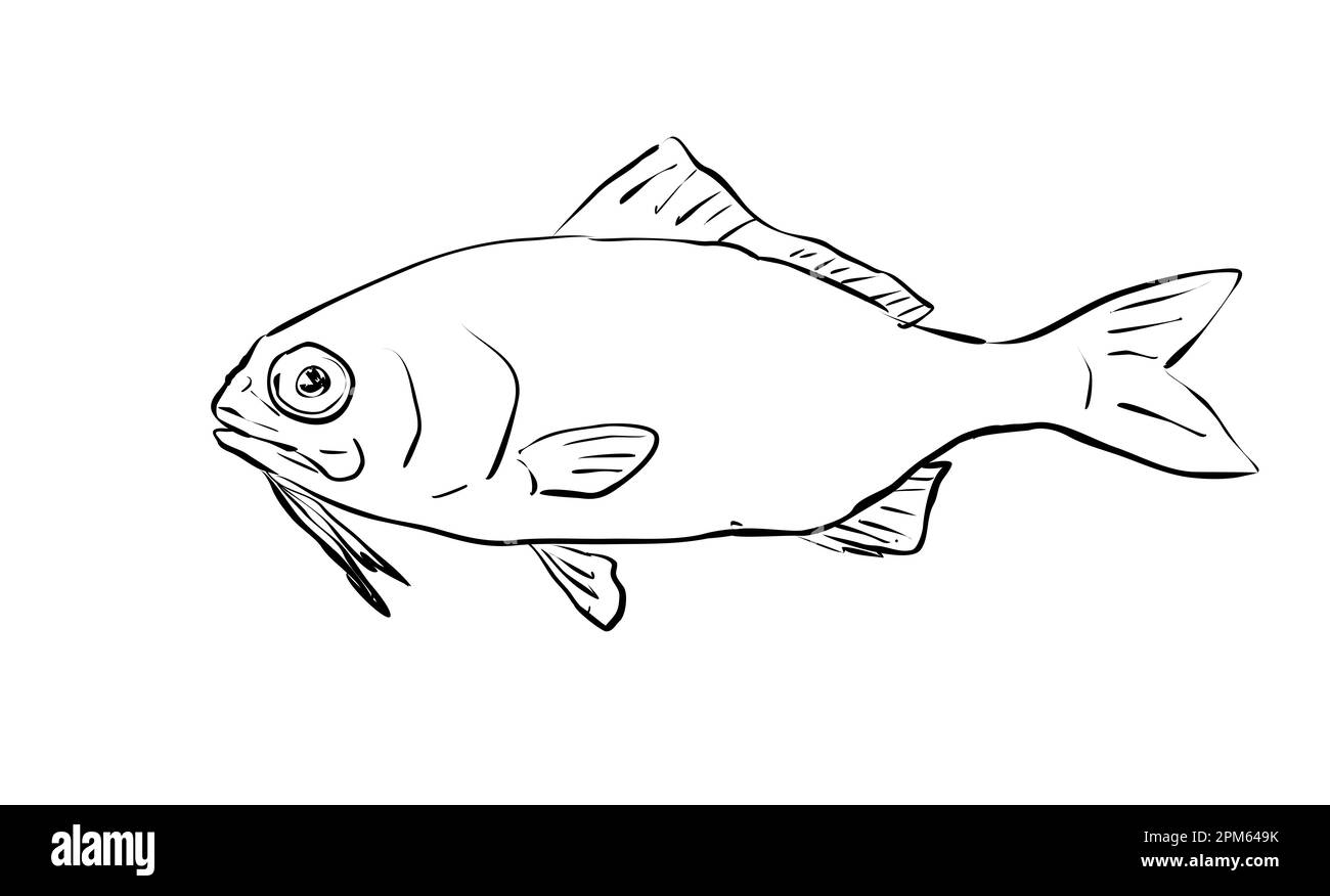 Zeichentrickzeichnung eines beardfish, eines auf Hawaii und hawaiianische Inselgruppen endemischen Fischs, auf isoliertem Hintergrund in Schwarz und Weiß. Stockfoto