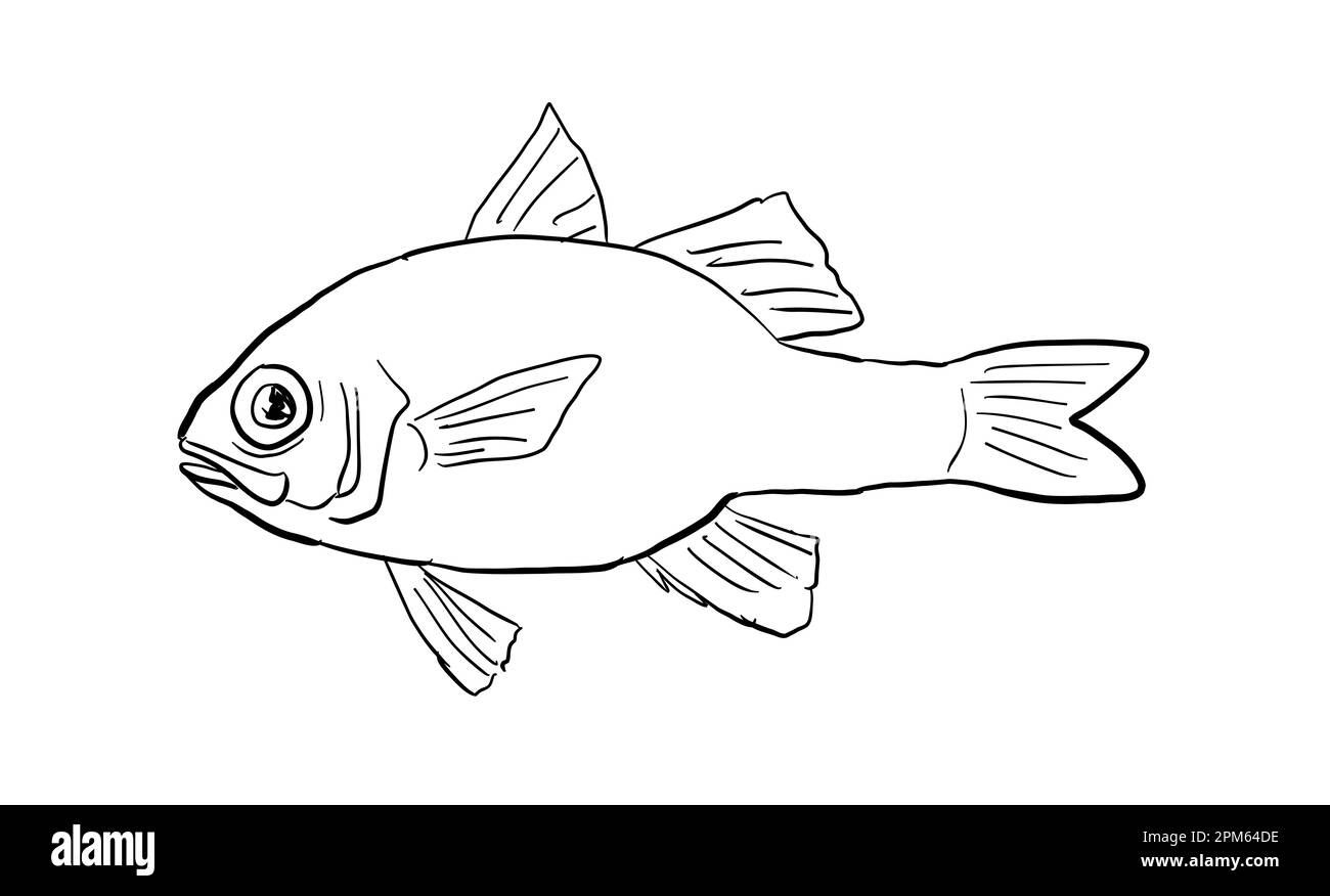 Zeichentrickstil Linienzeichnung eines Apogon erythrinus oder hawaiianischen Rubinkardinalfisches ein Fisch, der auf Hawaii und hawaiianischen Inselgruppen endemisch ist, mit isoliertem Ba Stockfoto