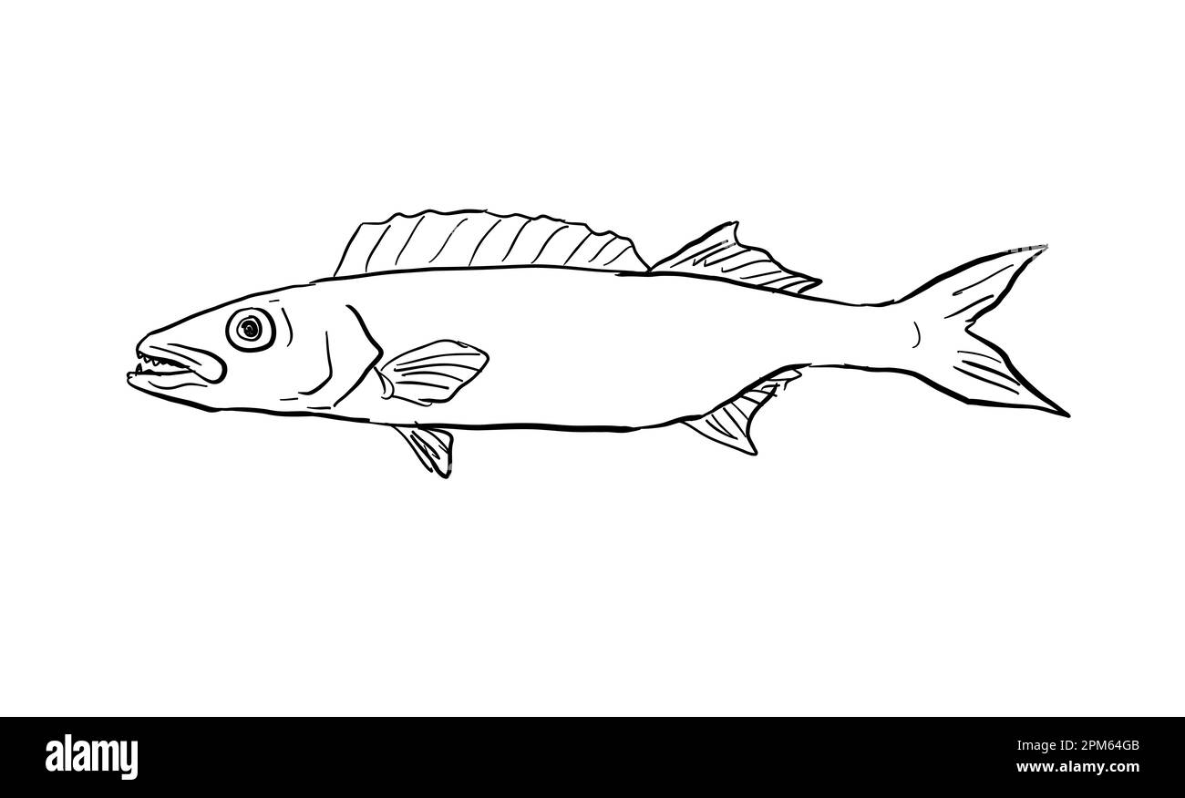 Zeichentrickstil Linienzeichnung eines Ölfischs Ruvettus pretiosus eine ...