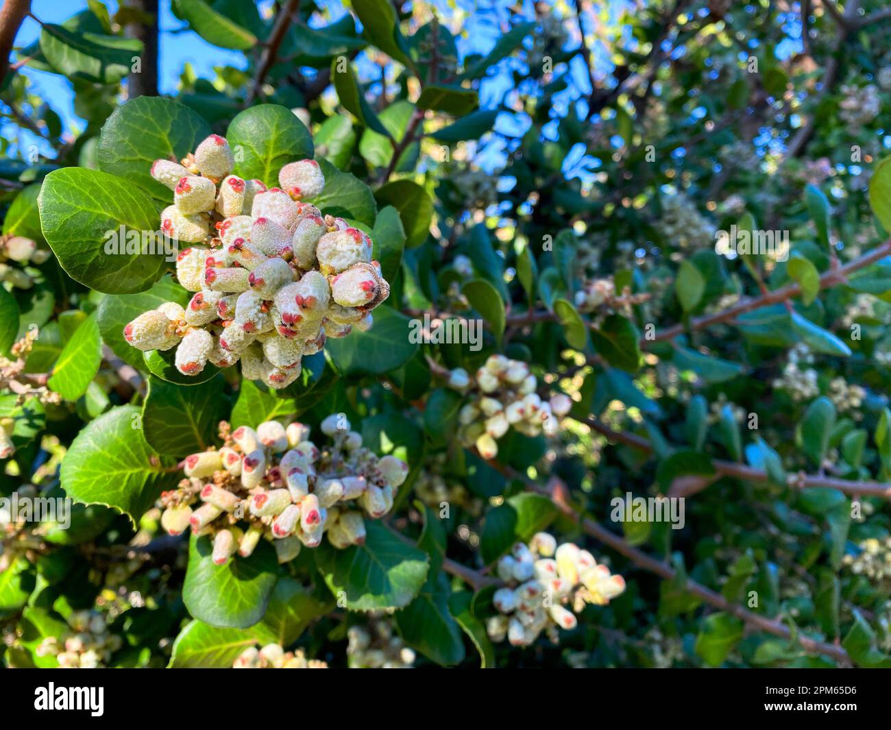 Rhus integrifolia, Limonadensumac, Limonadenbeere oder Zitronenbeere Stockfoto